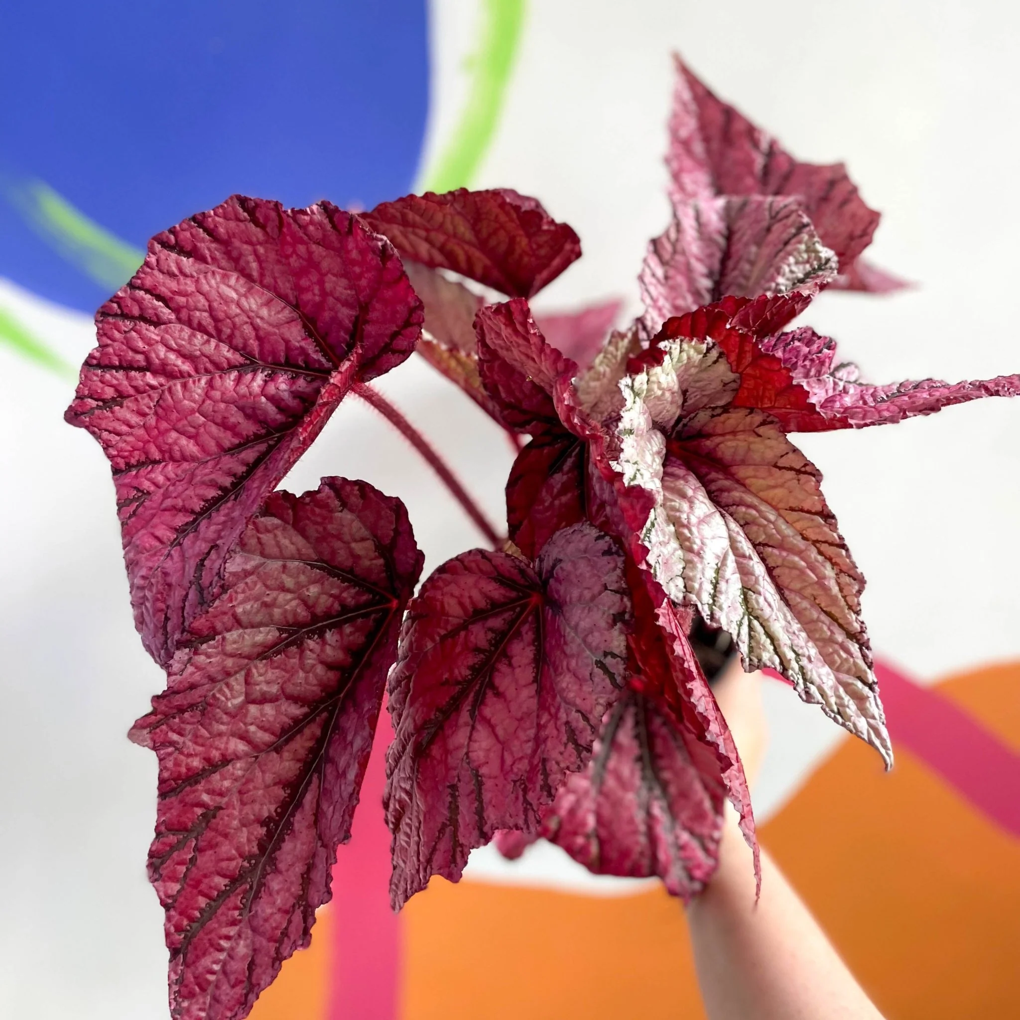 Begonia rex 'David Blais' - Welsh Grown - Image 8