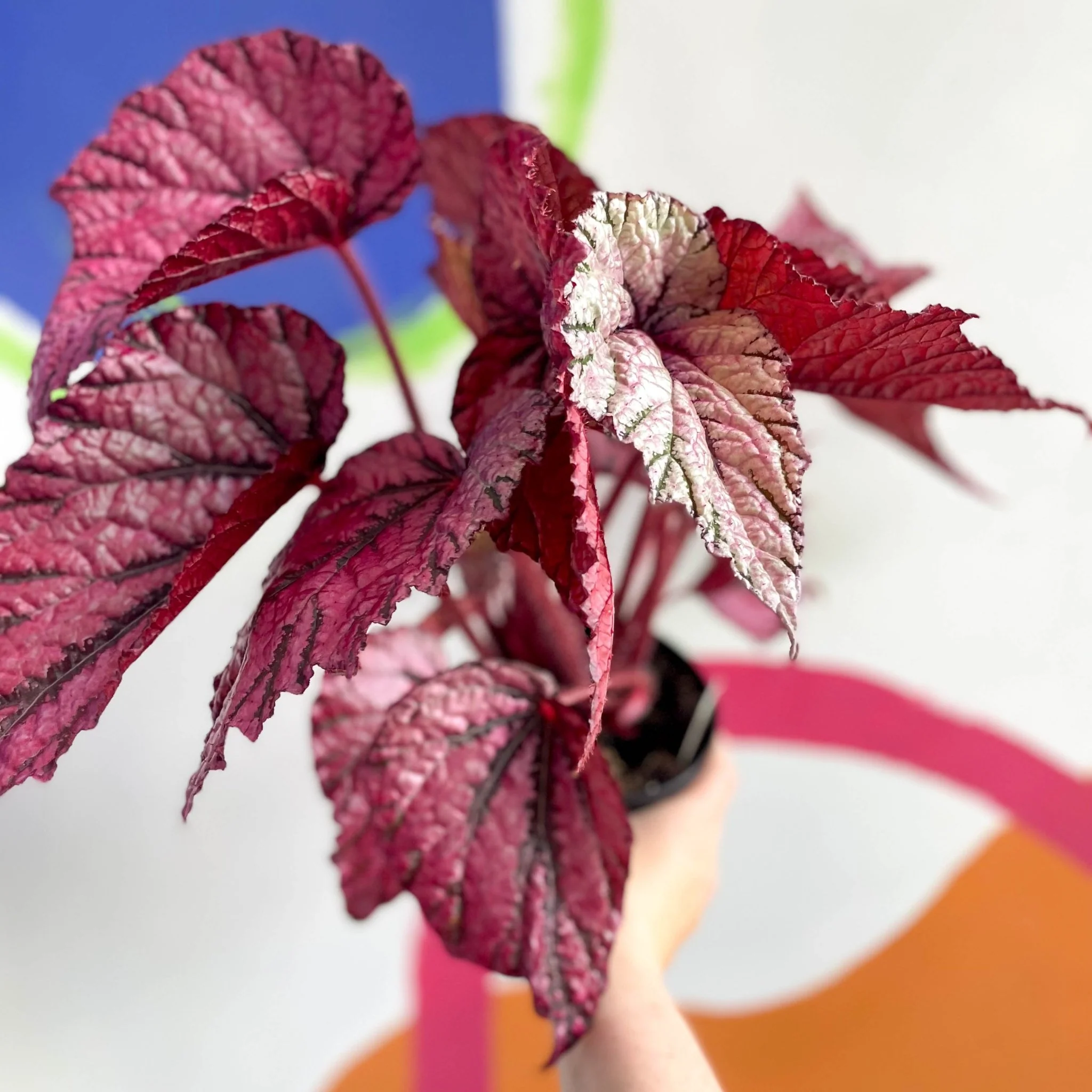 Begonia rex 'David Blais' - Welsh Grown - Image 9