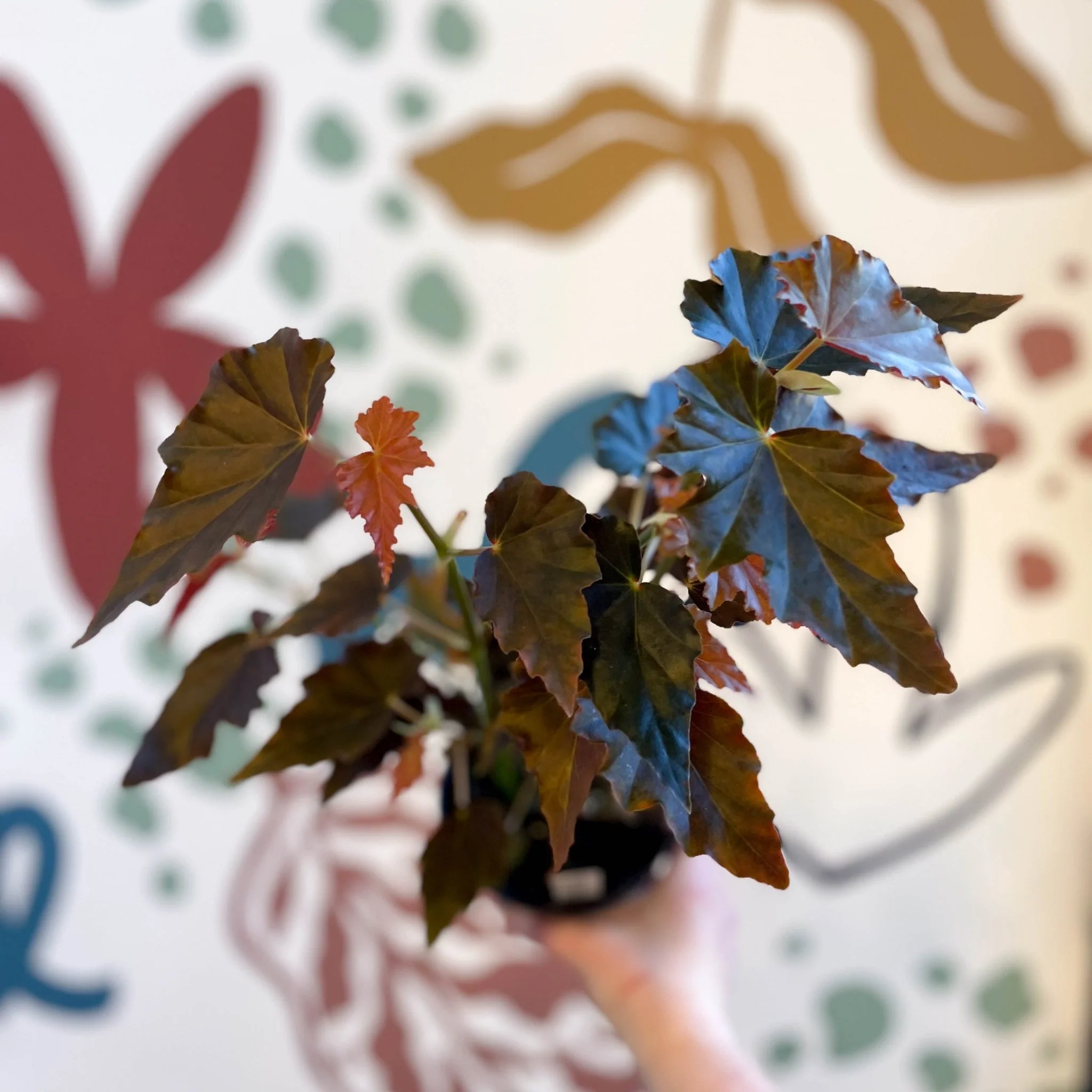 Begonia 'Dawnal Meyer' - Welsh Grown