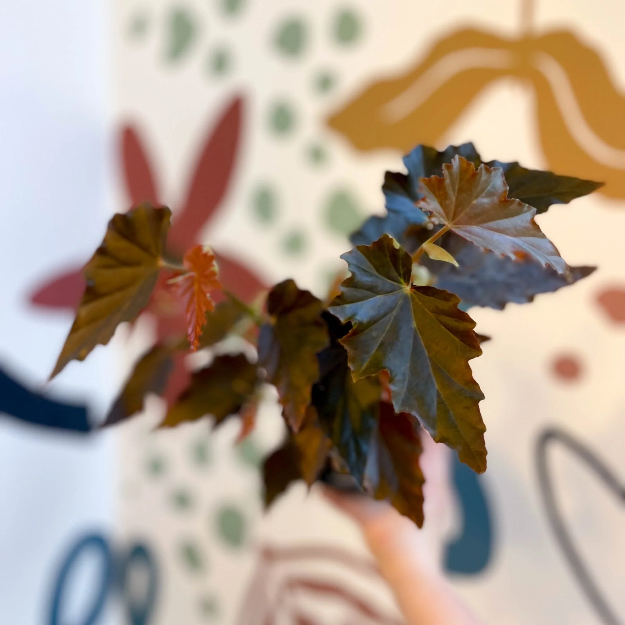 Begonia 'Dawnal Meyer' - Welsh Grown - Image 3