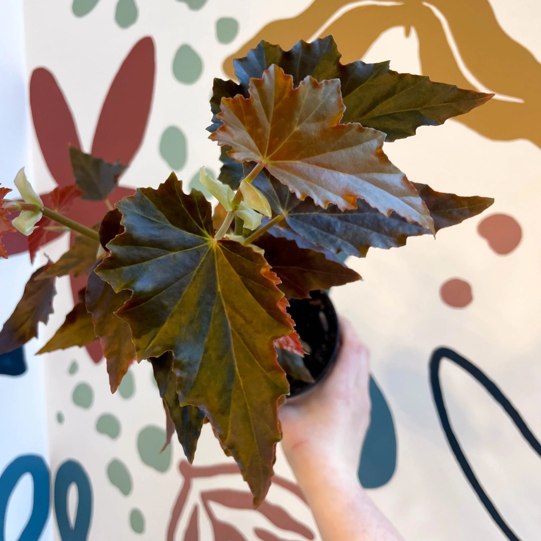 Begonia 'Dawnal Meyer' - Welsh Grown - Image 4