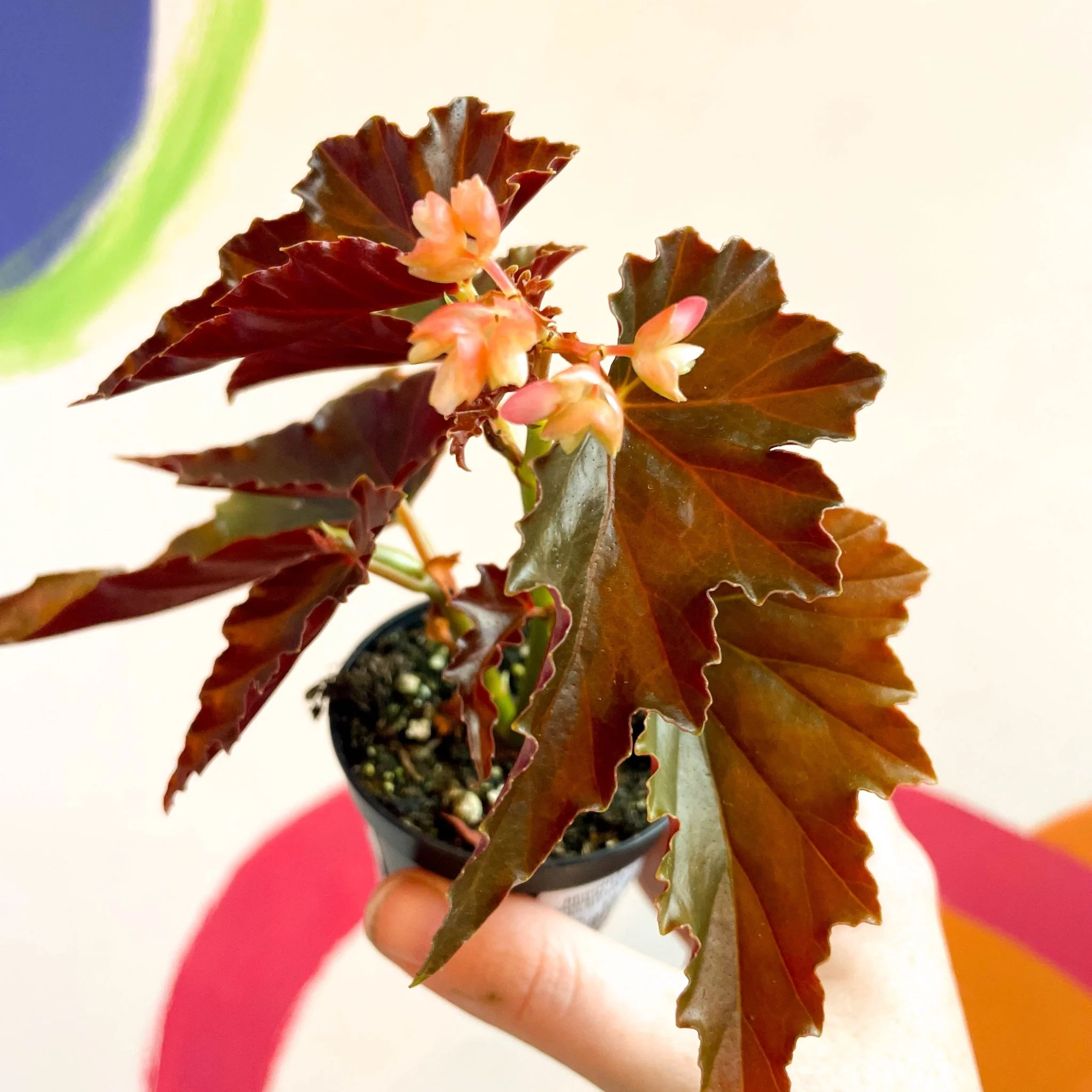 Begonia 'Dawnal Meyer' - Welsh Grown - Image 7