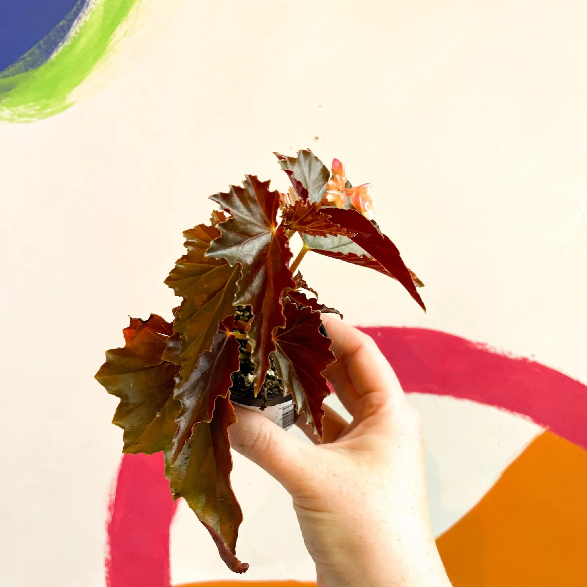 Begonia 'Dawnal Meyer' - Welsh Grown - Image 9
