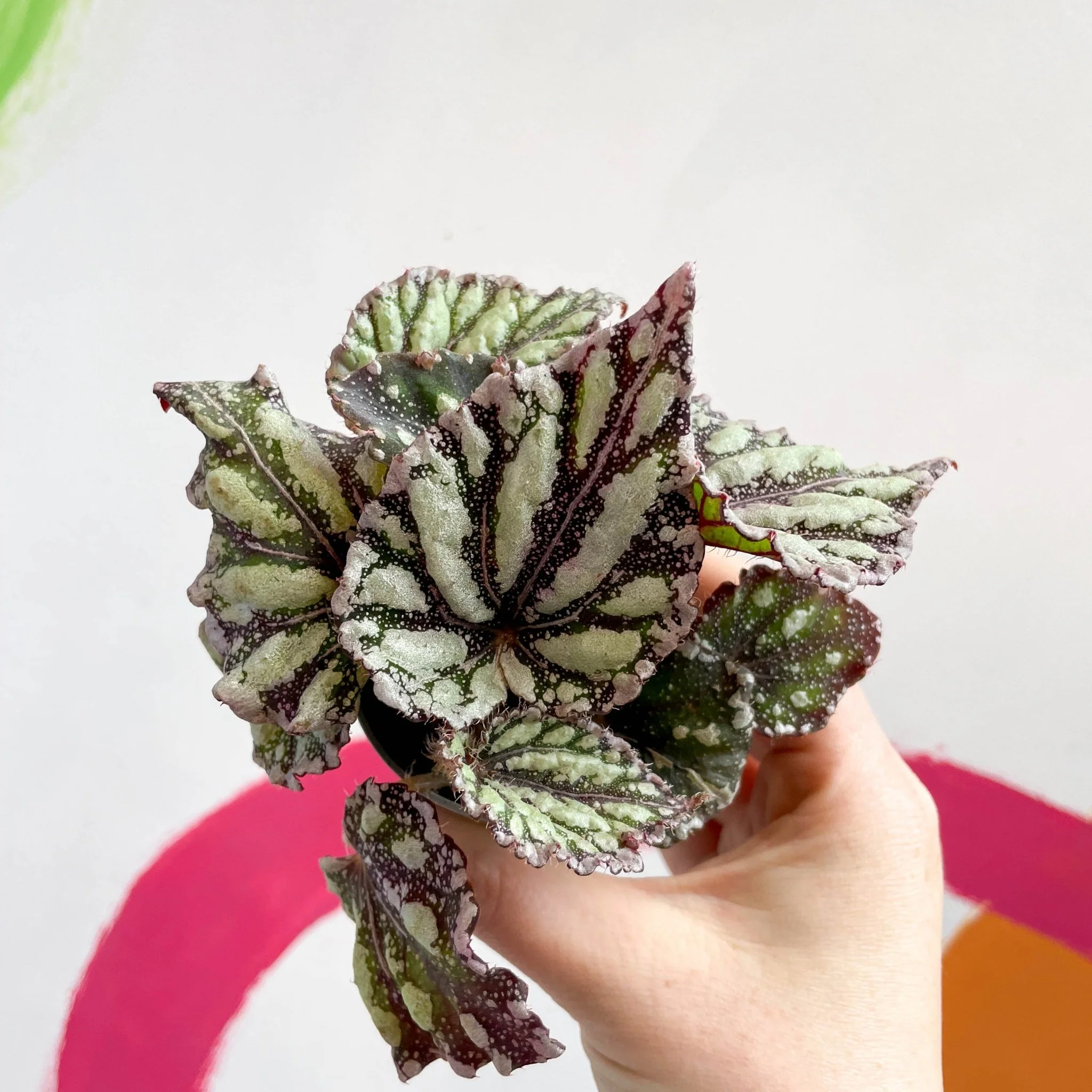 Begonia rex 'Dewdrop' - Image 4