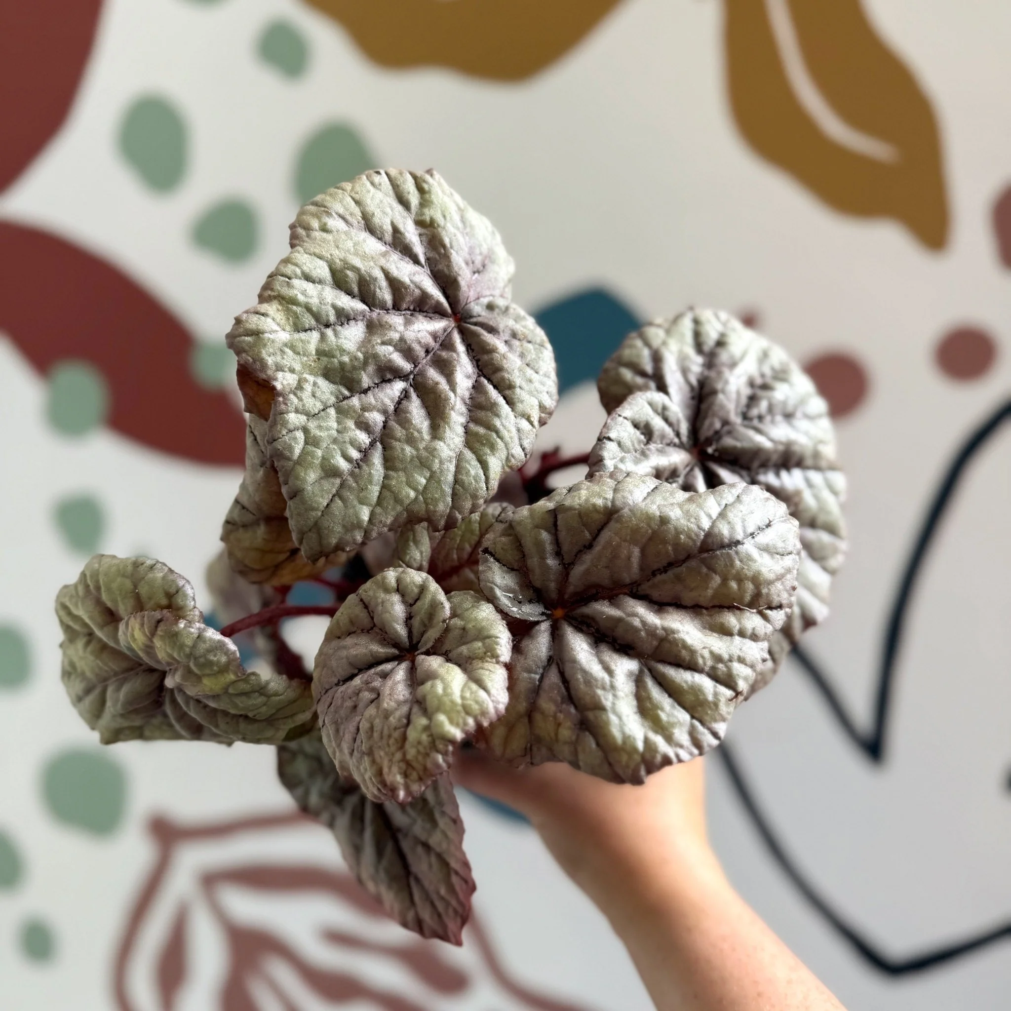 Begonia rex 'Dewdrop' - Welsh Grown