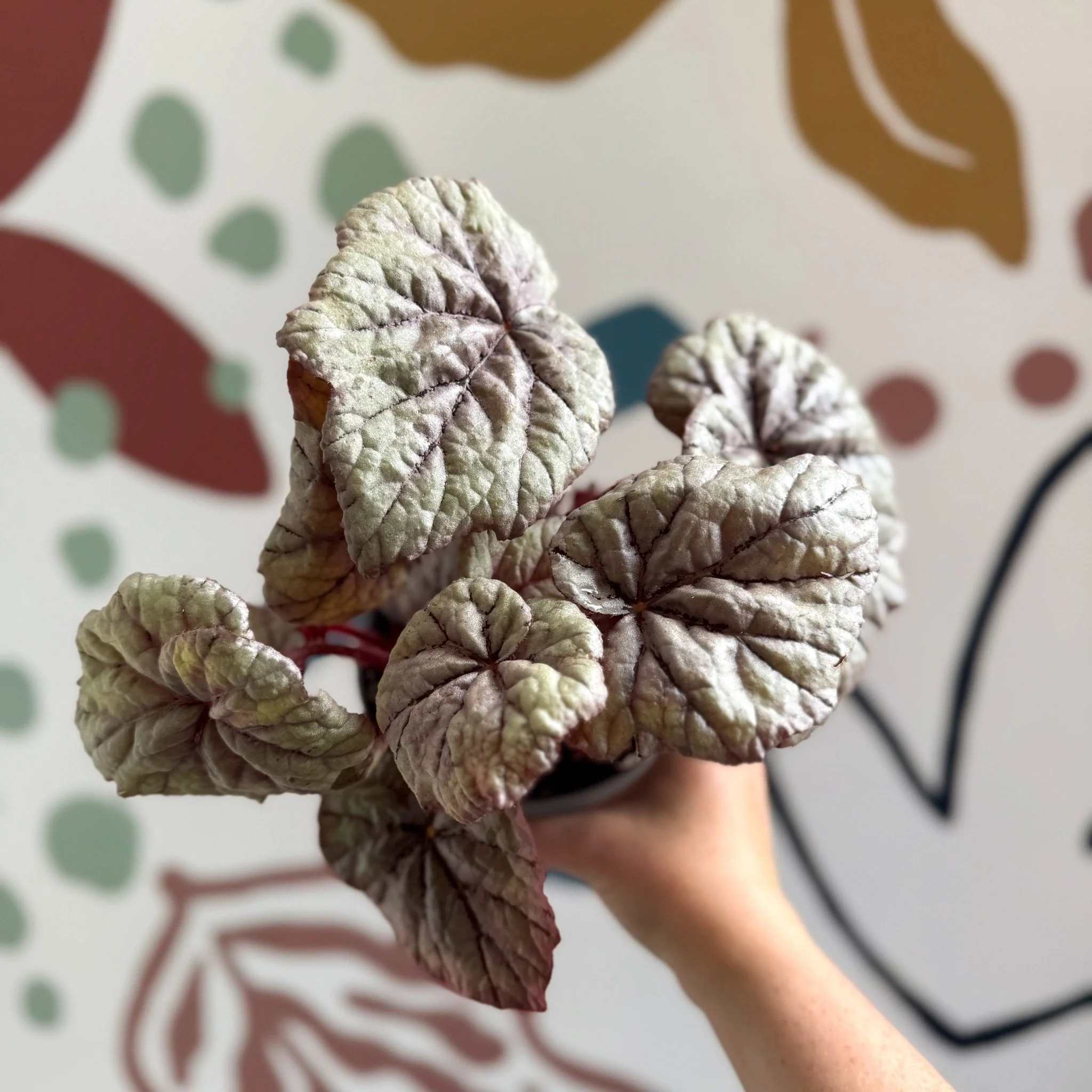 Begonia rex 'Dewdrop' - Welsh Grown - Image 2