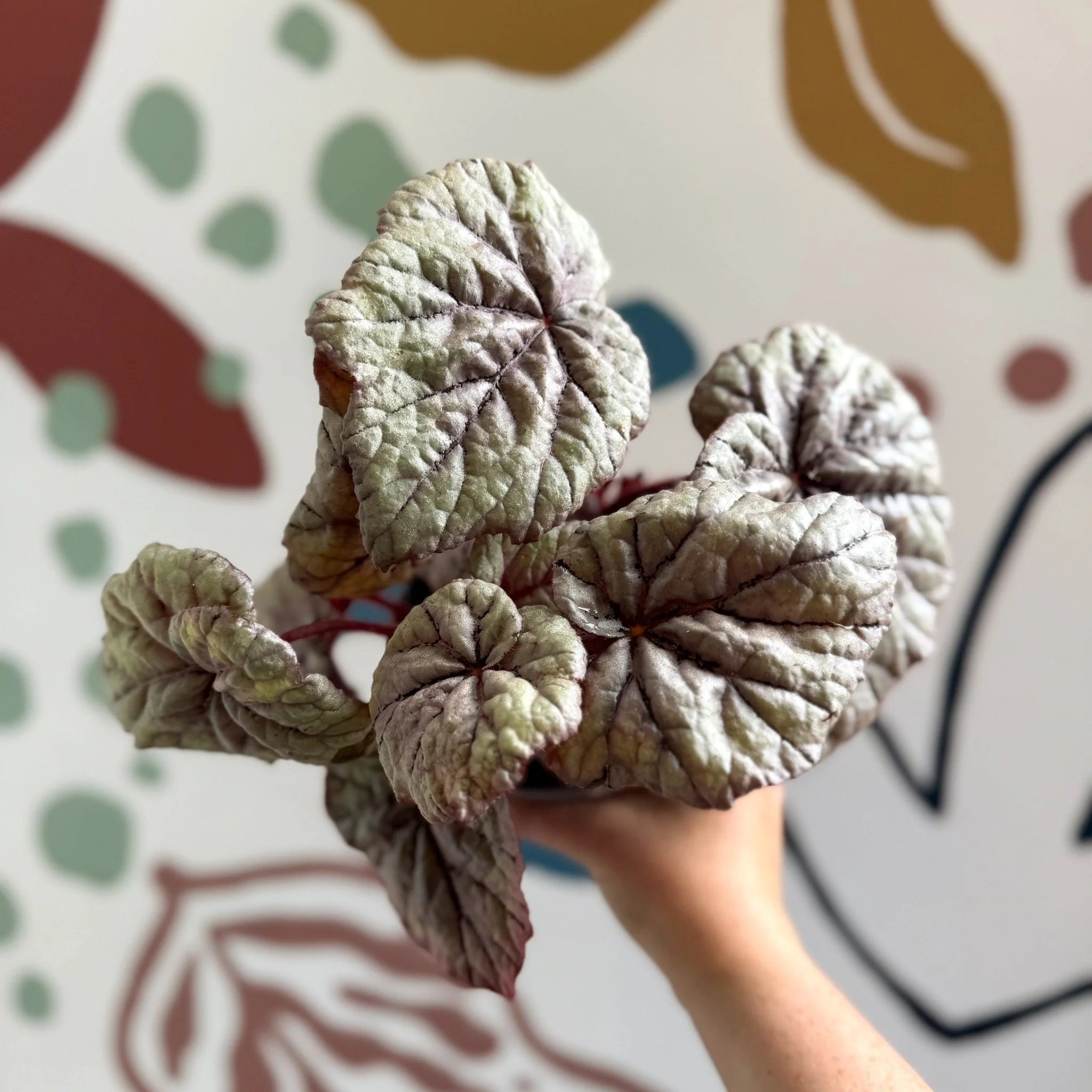 Begonia rex 'Dewdrop' - Welsh Grown - Image 3
