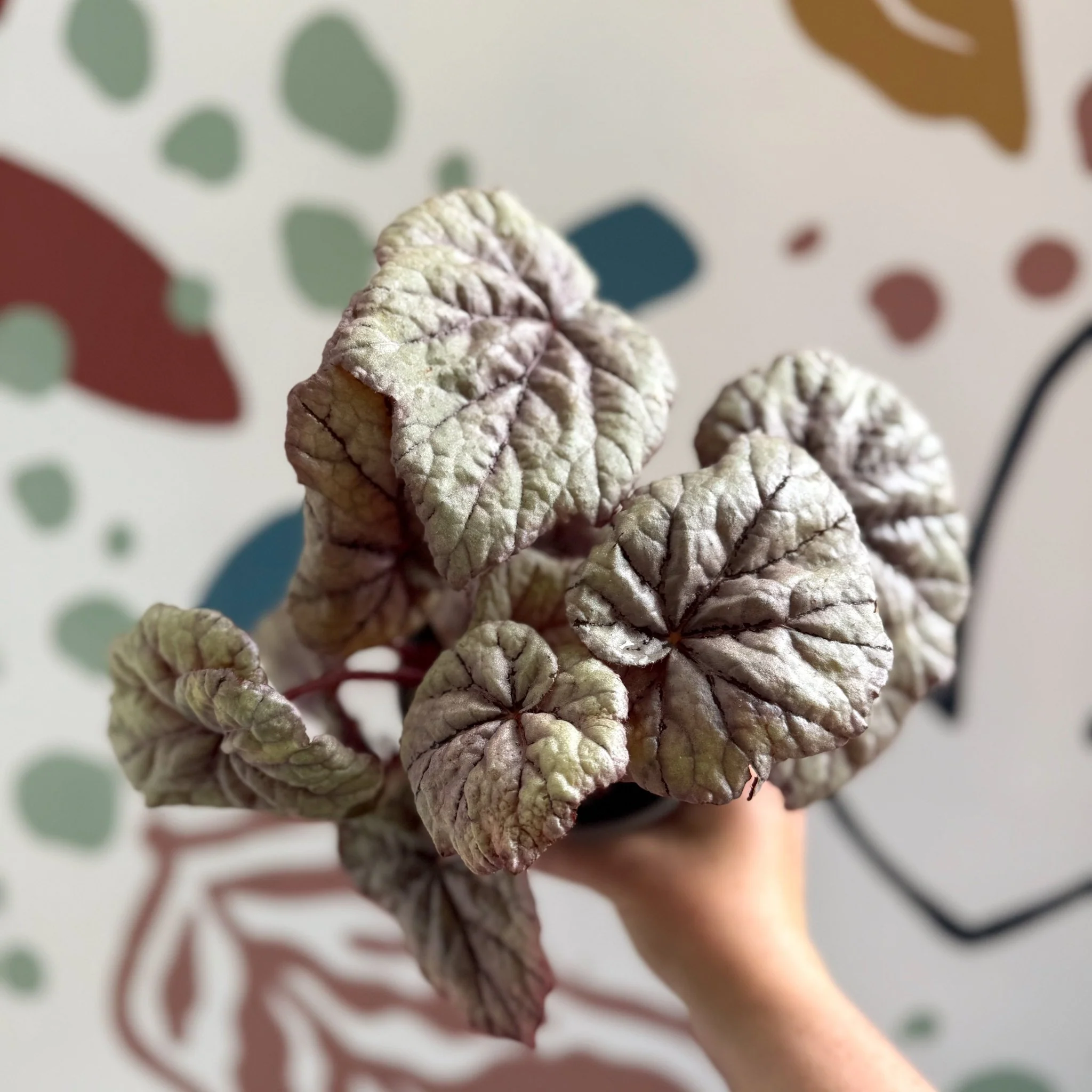 Begonia rex 'Dewdrop' - Welsh Grown - Image 4