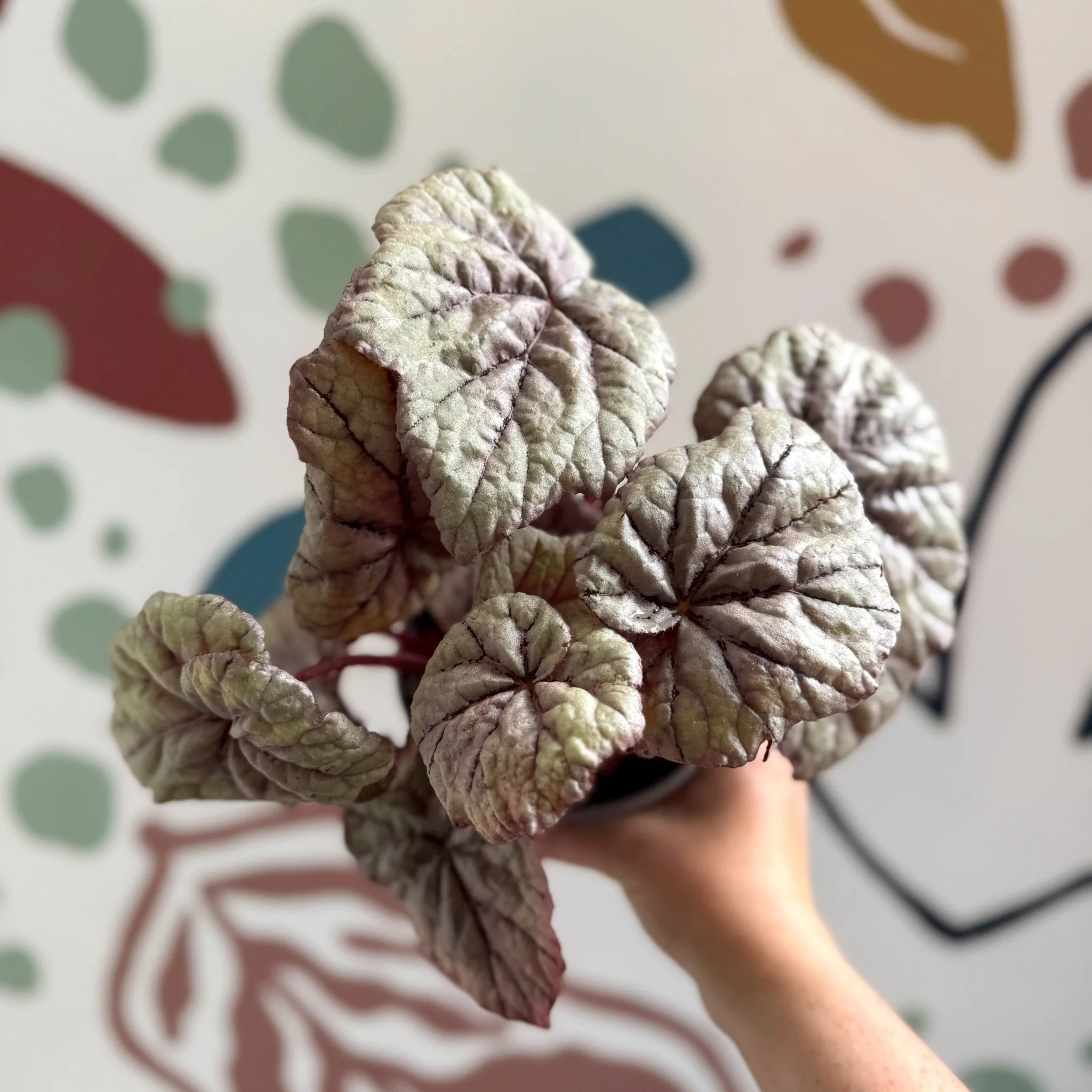 Begonia rex 'Dewdrop' - Welsh Grown - Image 5