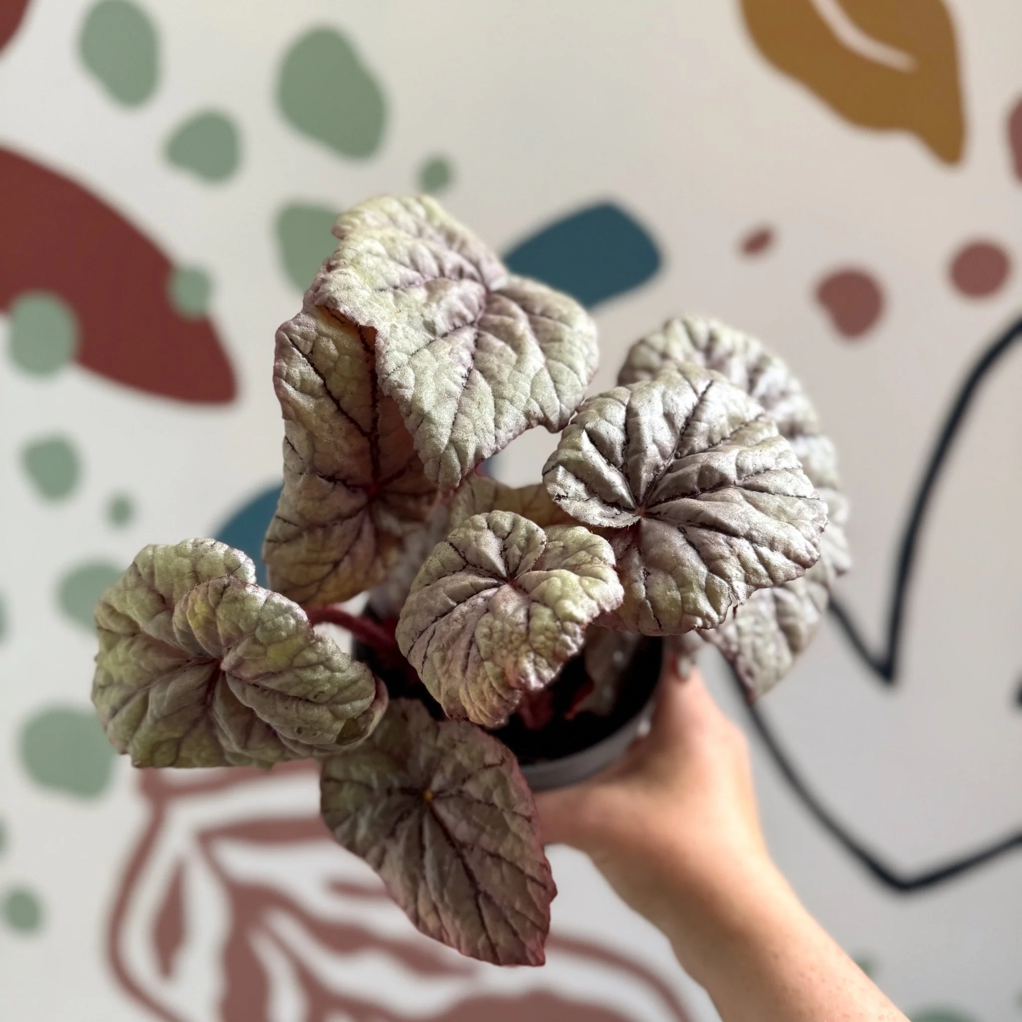 Begonia rex 'Dewdrop' - Welsh Grown - Image 6