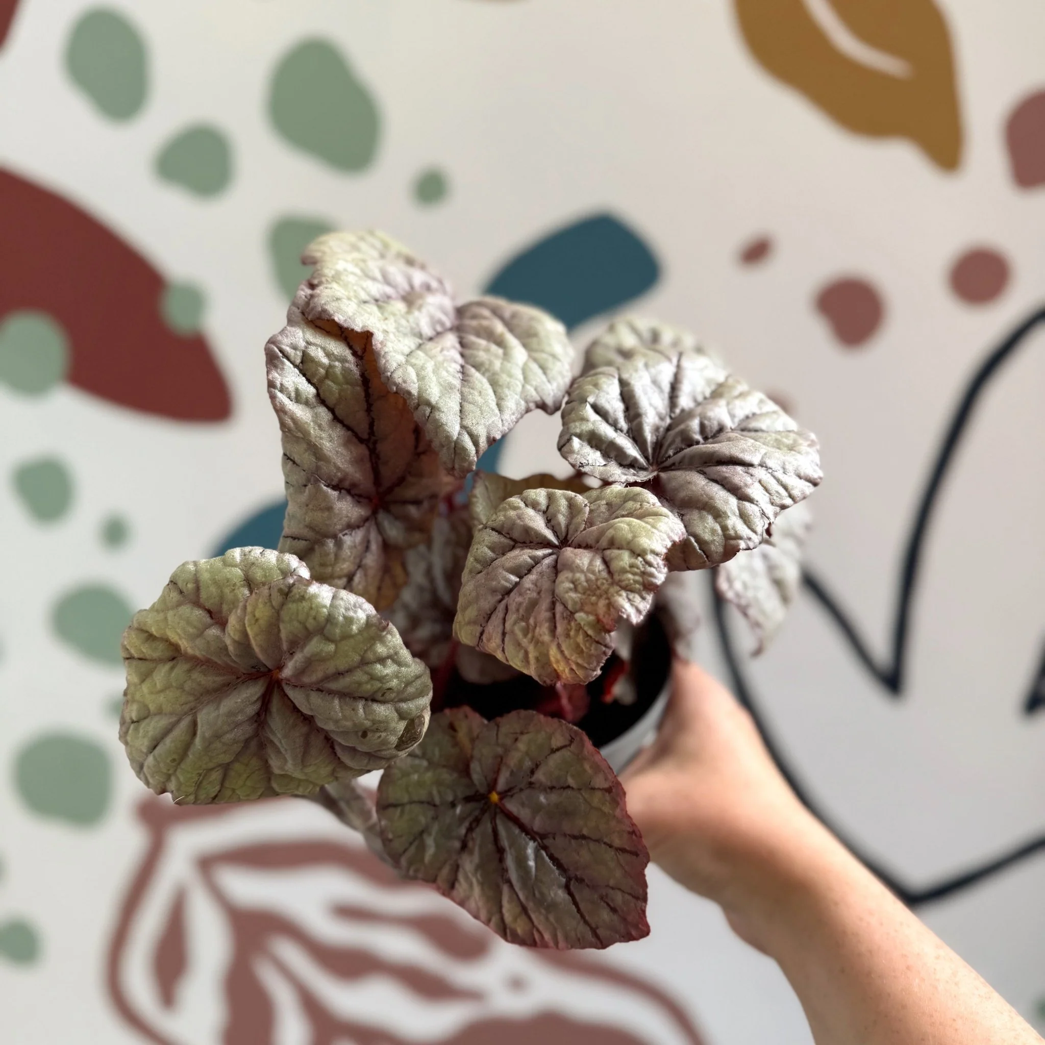 Begonia rex 'Dewdrop' - Welsh Grown - Image 7