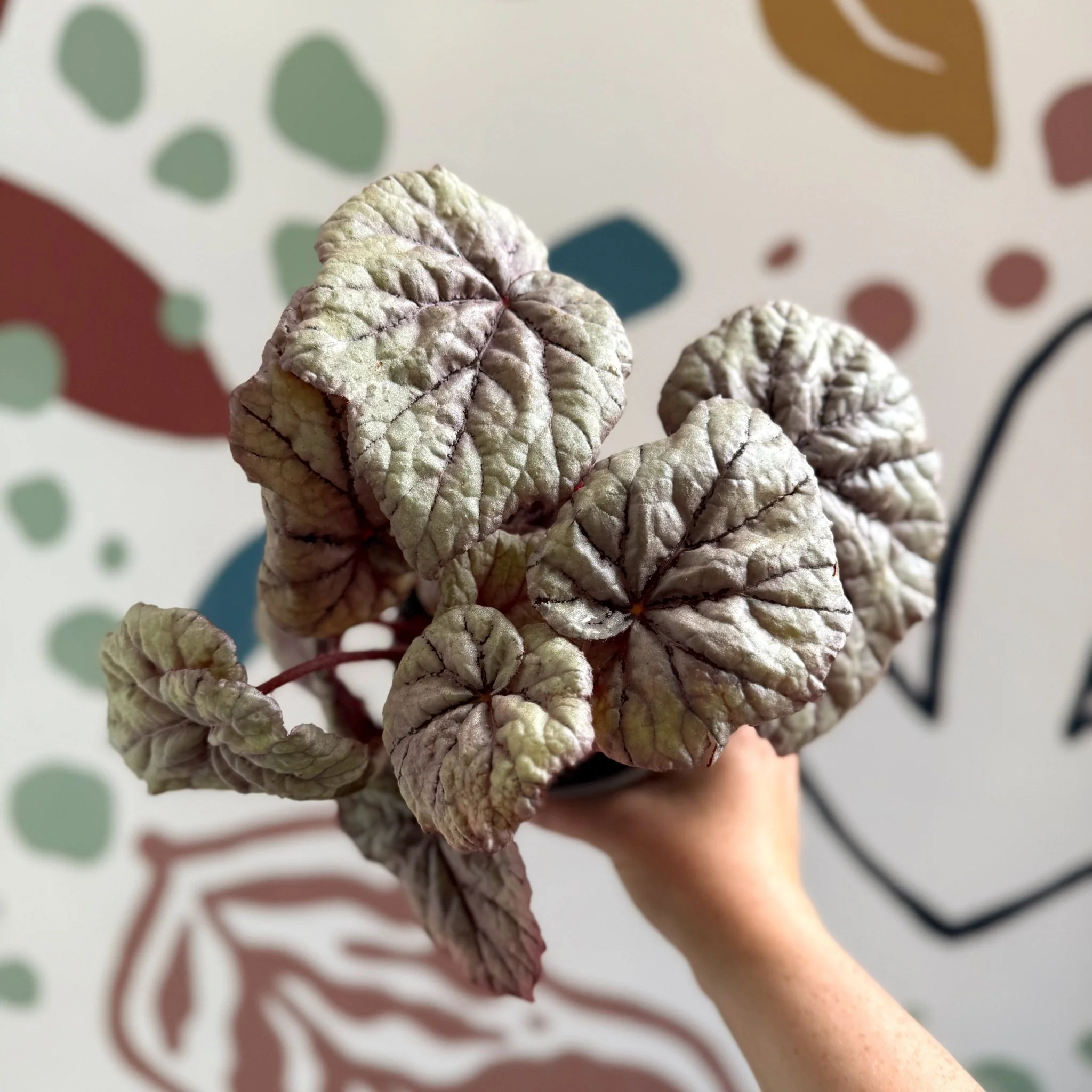 Begonia rex 'Dewdrop' - Welsh Grown - Image 8