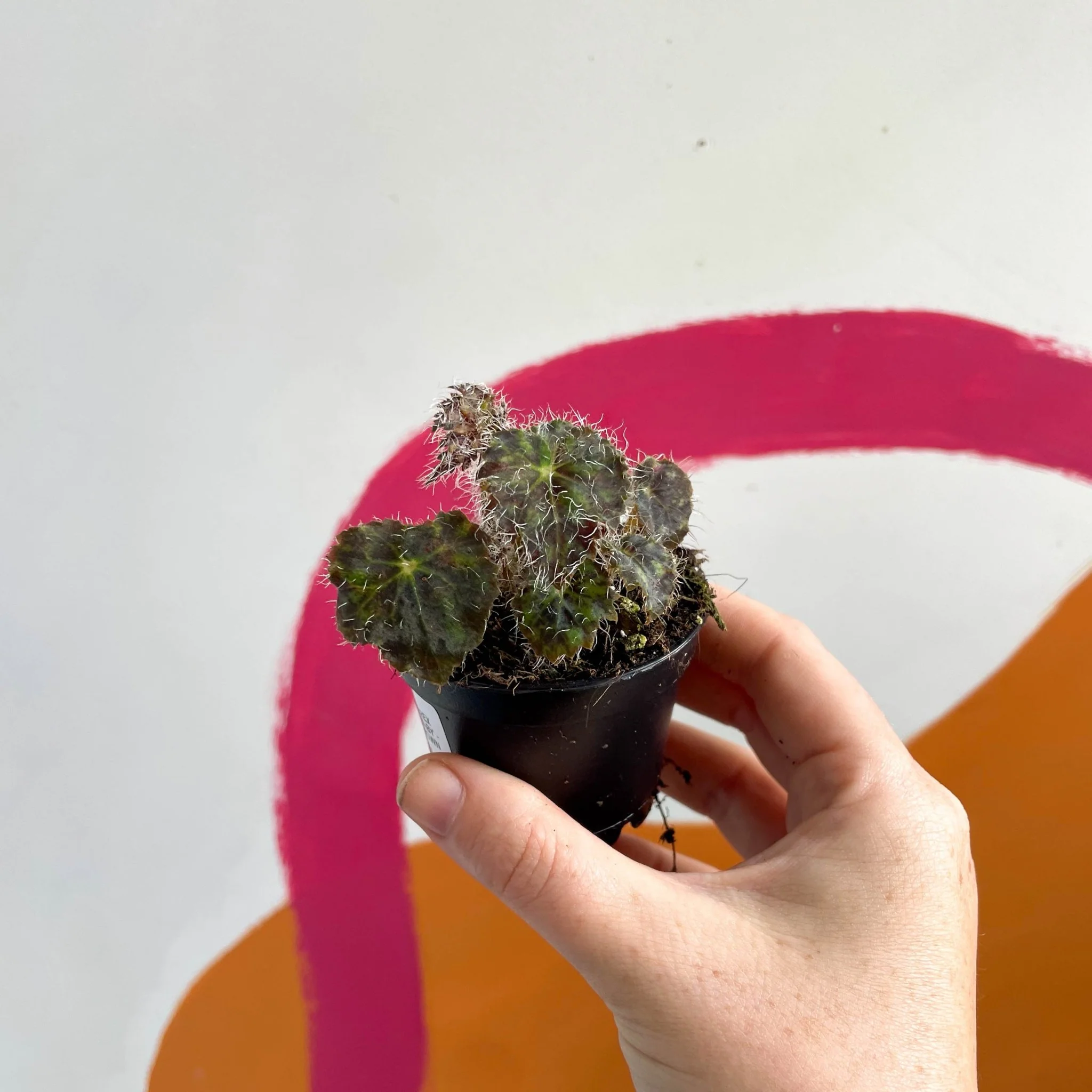 Begonia 'Elaine's Baby' - Welsh Grown