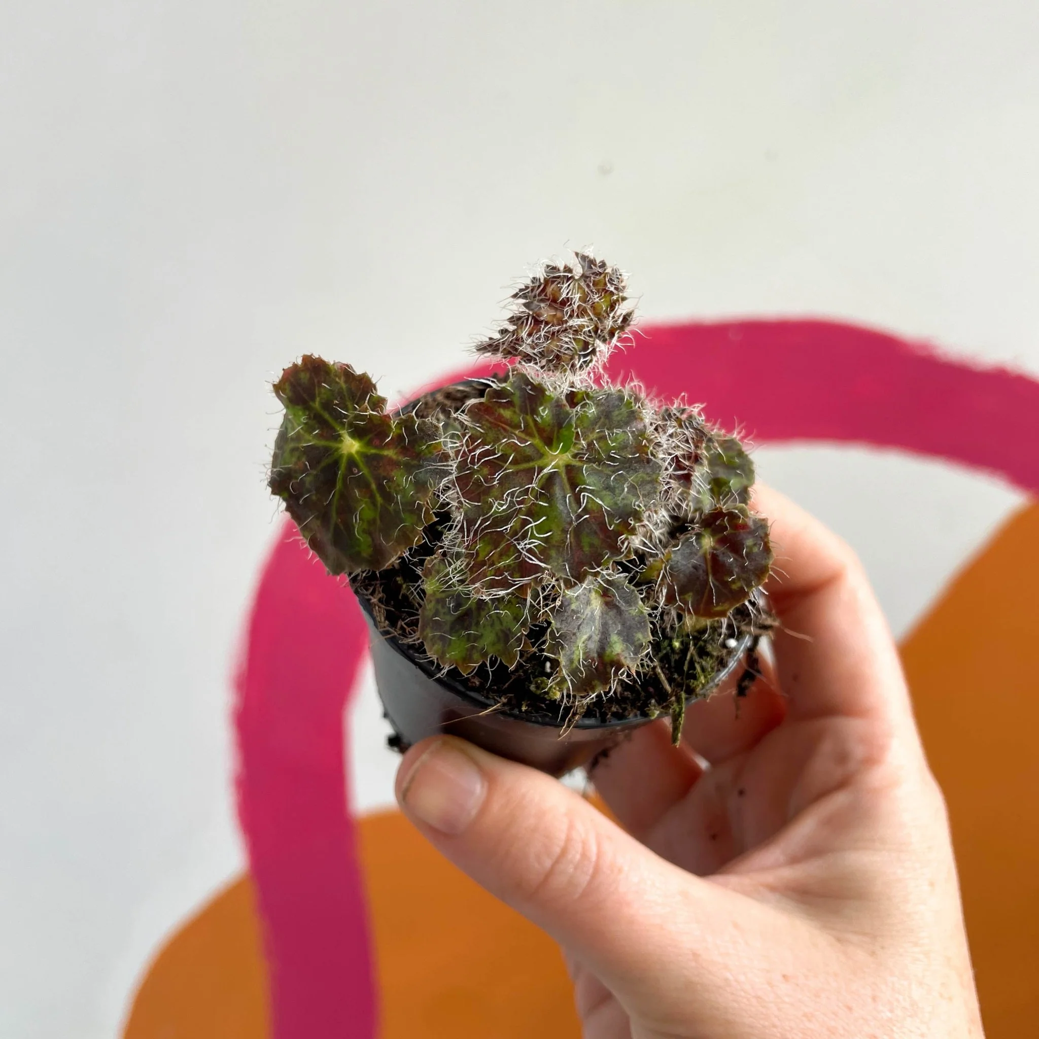 Begonia 'Elaine's Baby' - Welsh Grown - Image 2