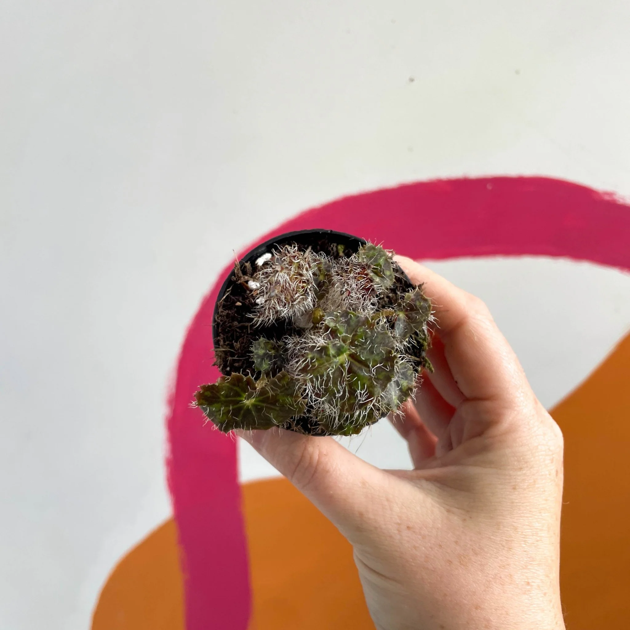 Begonia 'Elaine's Baby' - Welsh Grown - Image 3