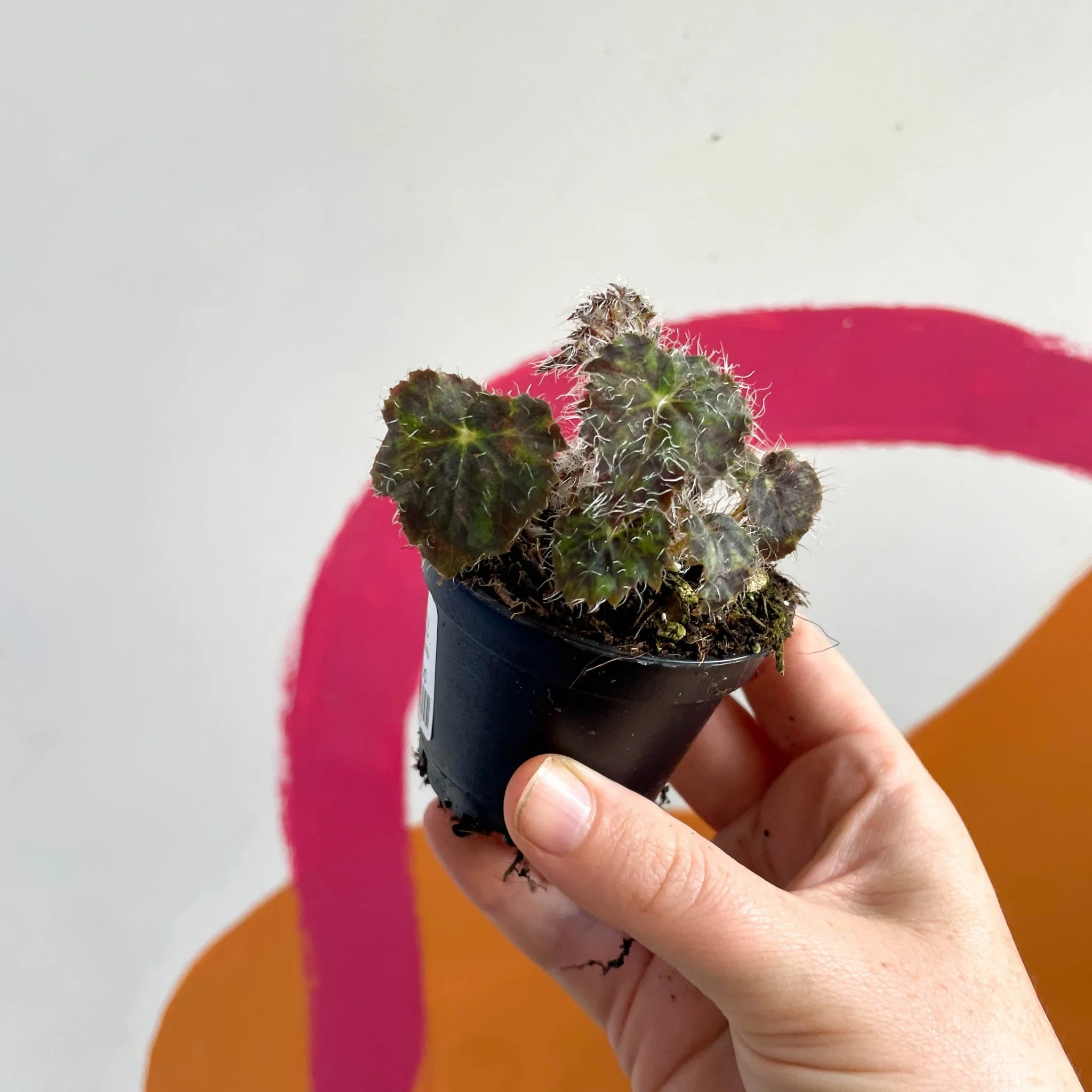Begonia 'Elaine's Baby' - Welsh Grown - Image 4