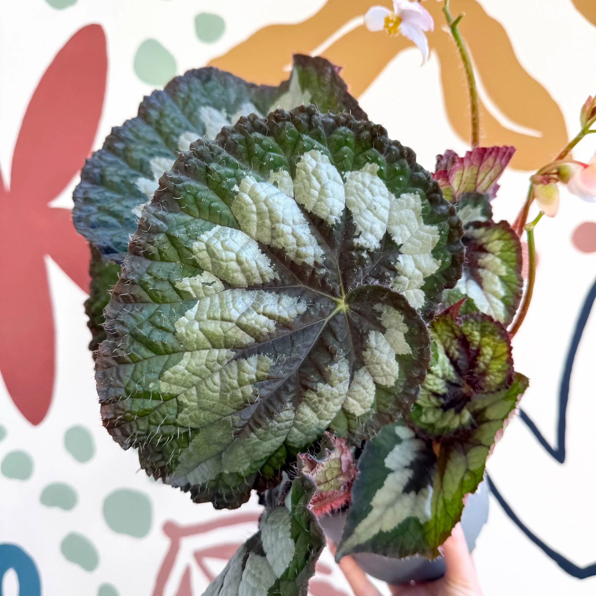 Begonia rex 'Emerald Giant - Welsh Grown