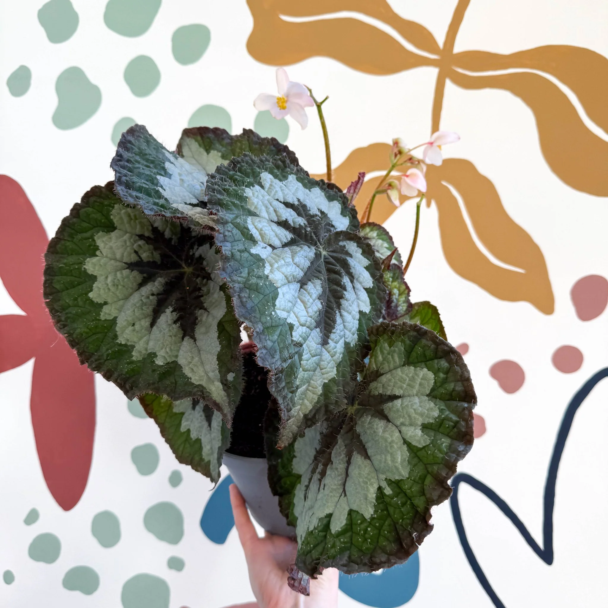 Begonia rex 'Emerald Giant - Welsh Grown - Image 2