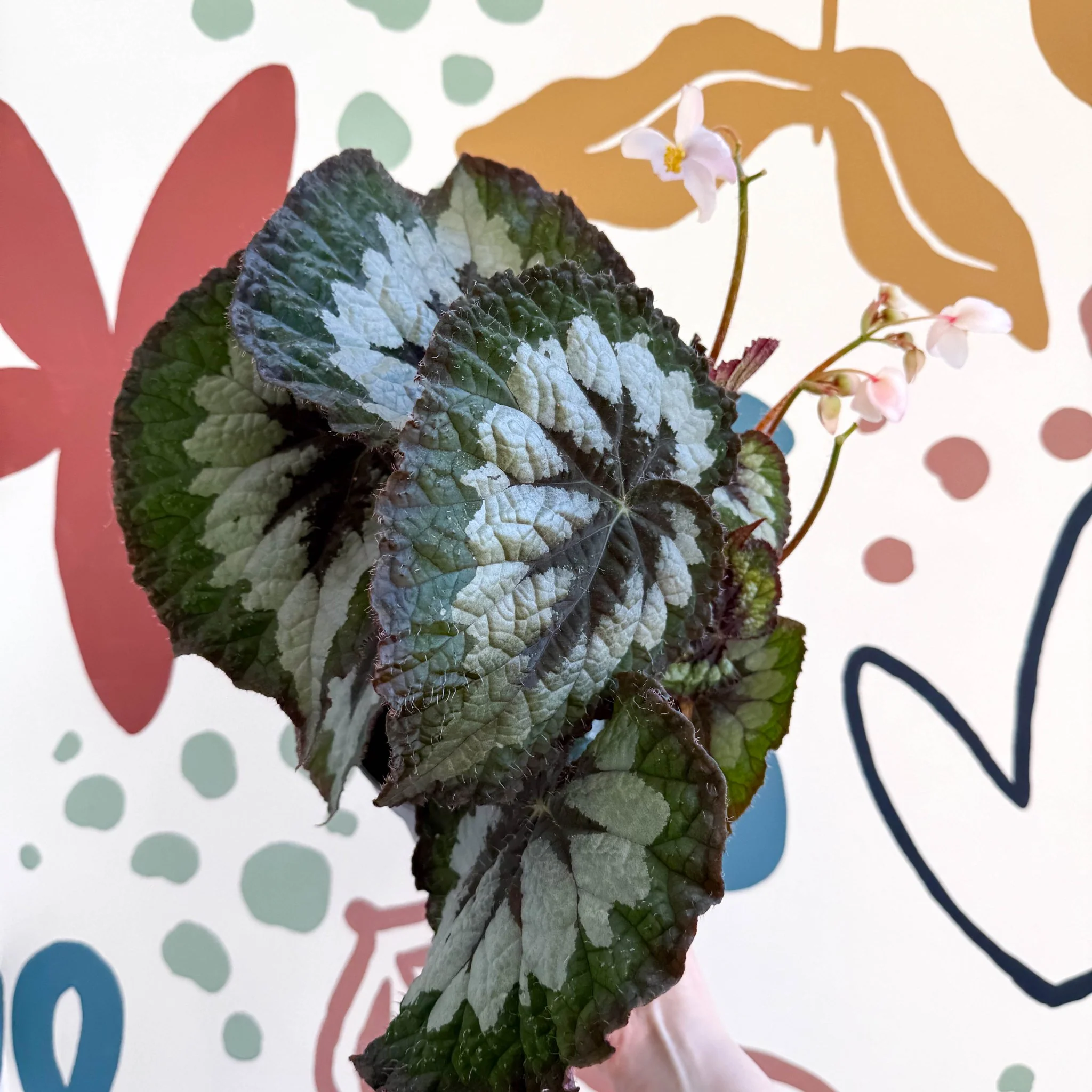 Begonia rex 'Emerald Giant - Welsh Grown - Image 3