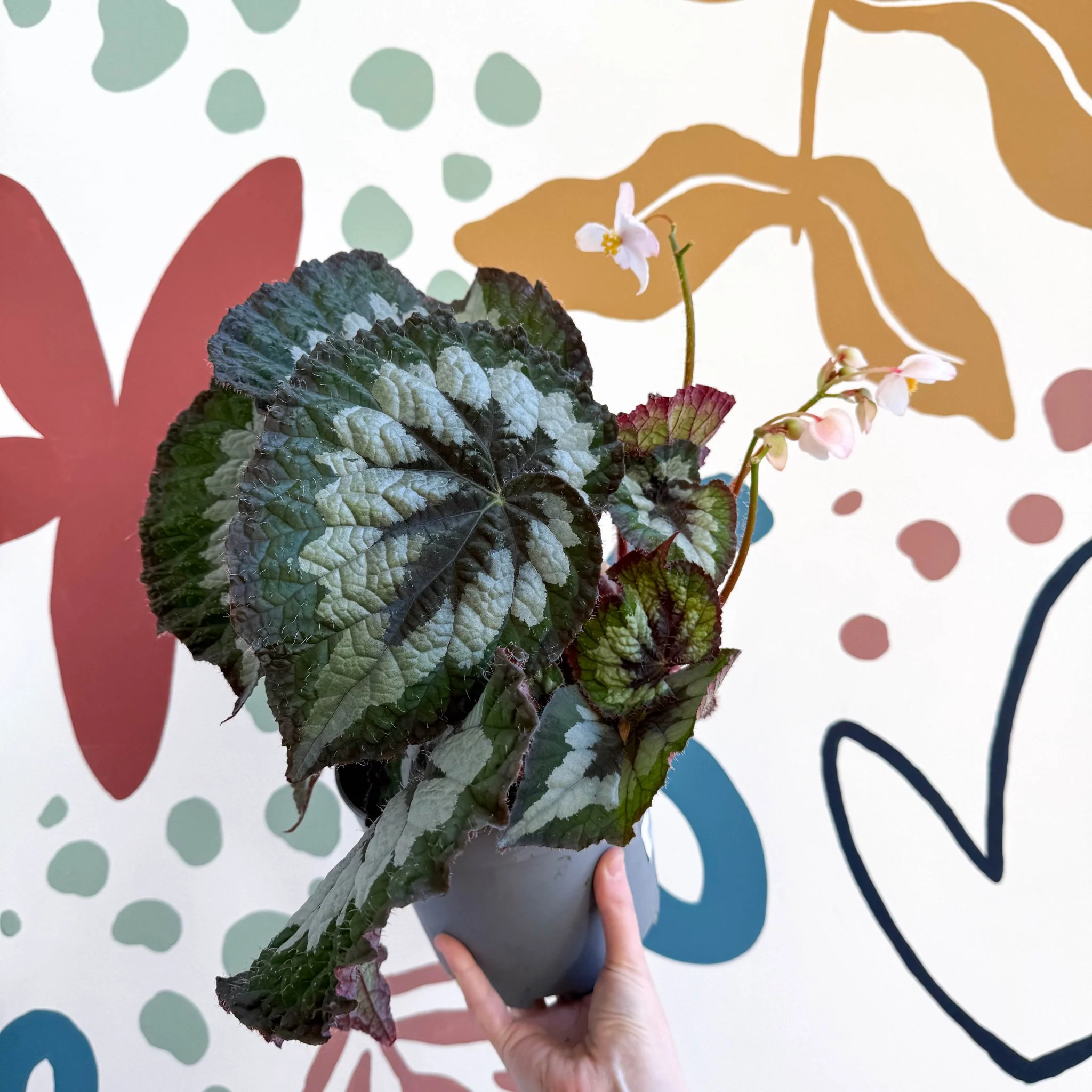 Begonia rex 'Emerald Giant - Welsh Grown - Image 4