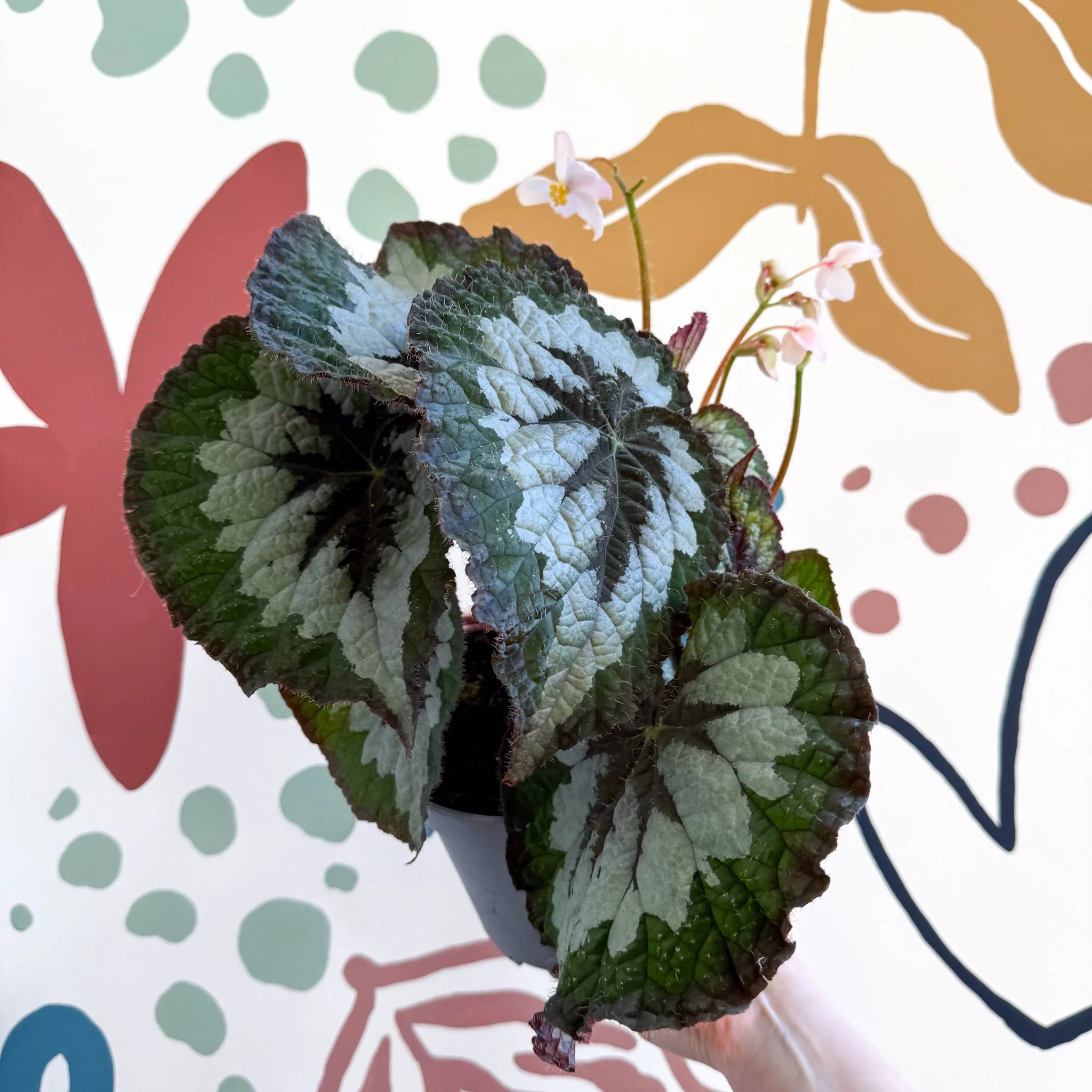 Begonia rex 'Emerald Giant - Welsh Grown - Image 5