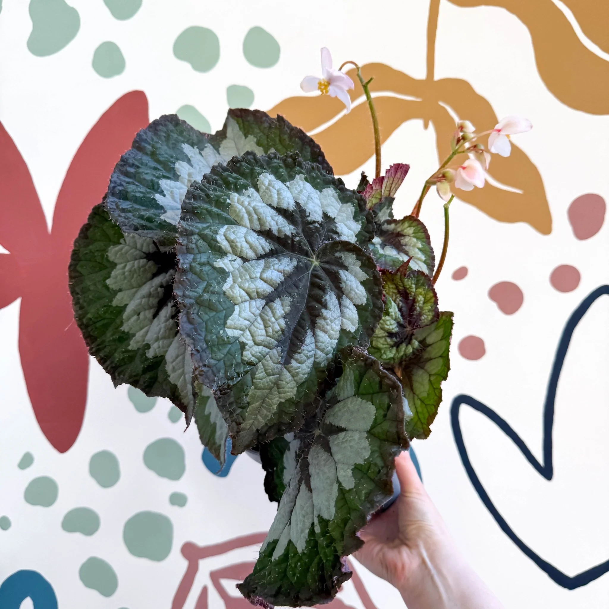 Begonia rex 'Emerald Giant - Welsh Grown - Image 6