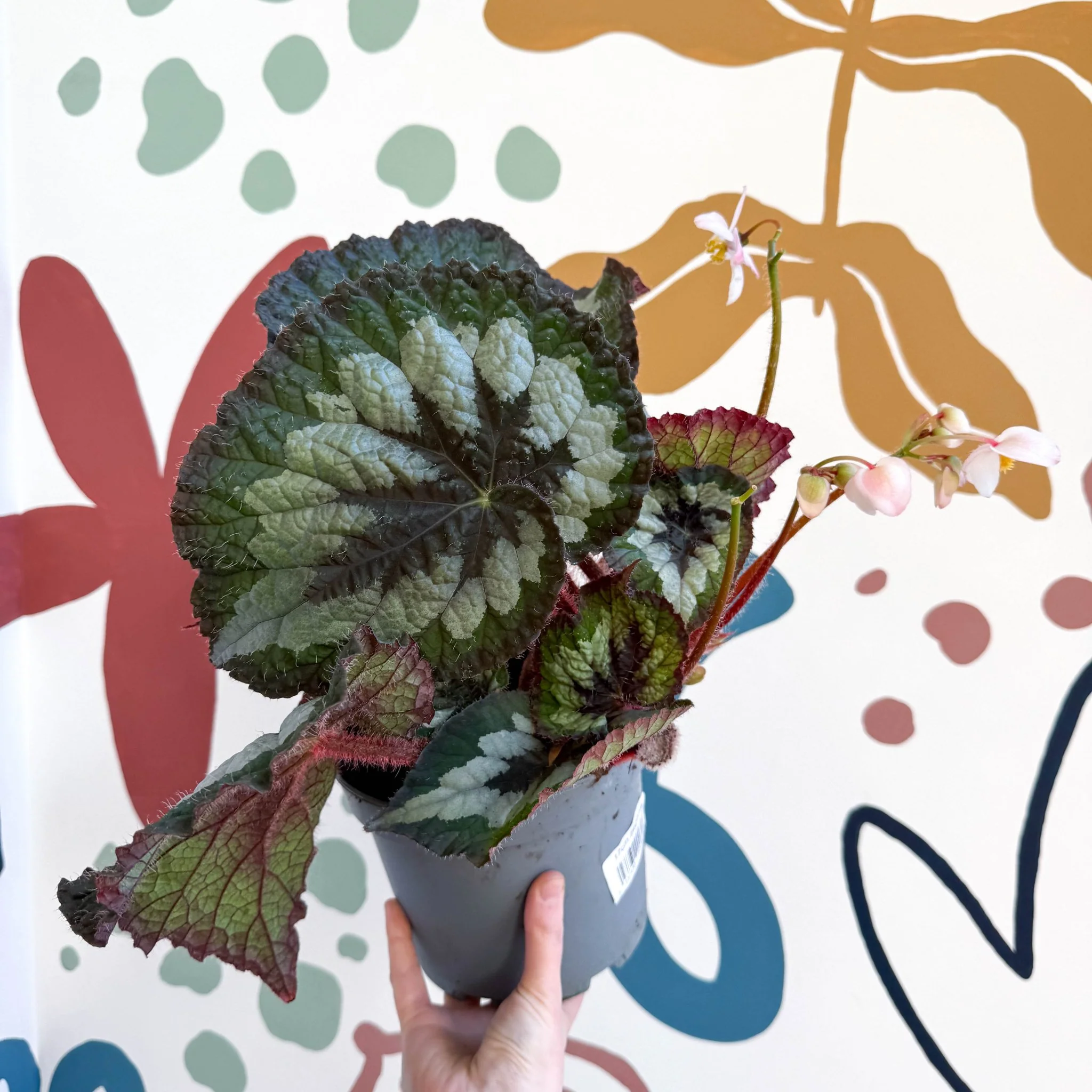 Begonia rex 'Emerald Giant - Welsh Grown - Image 7