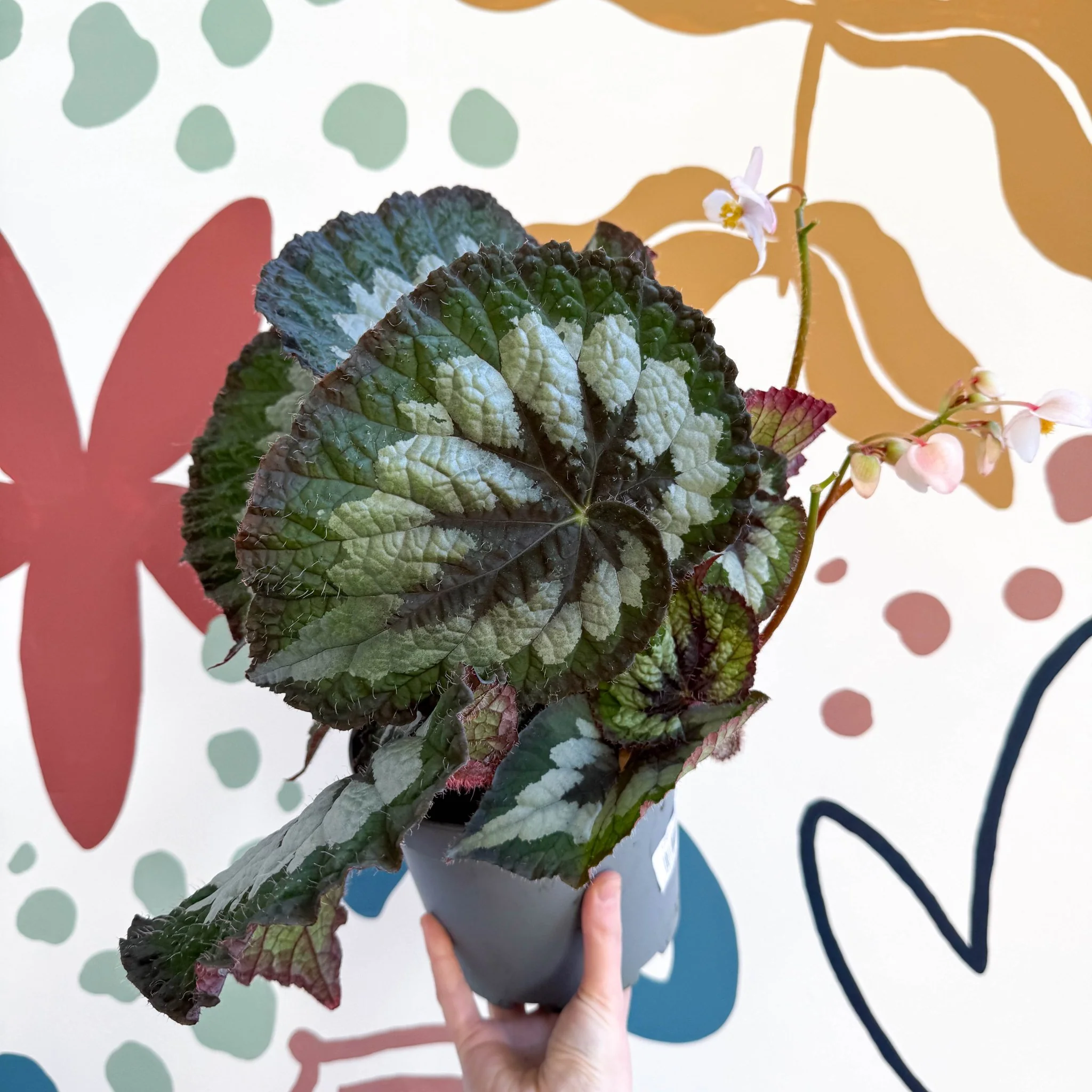 Begonia rex 'Emerald Giant - Welsh Grown - Image 8
