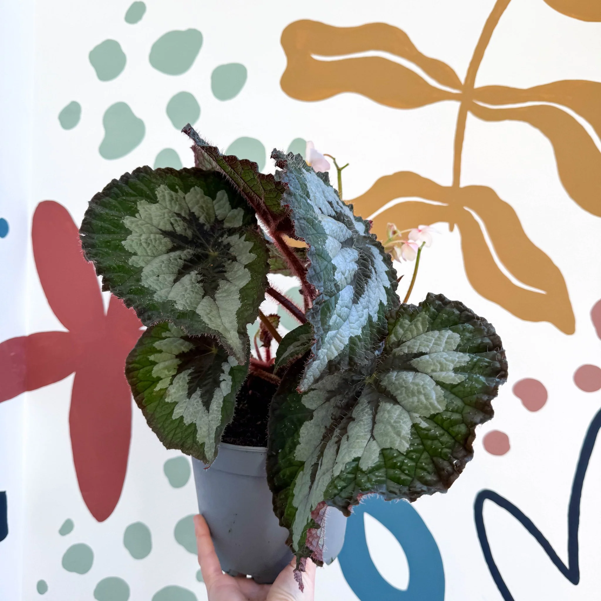 Begonia rex 'Emerald Giant - Welsh Grown - Image 9