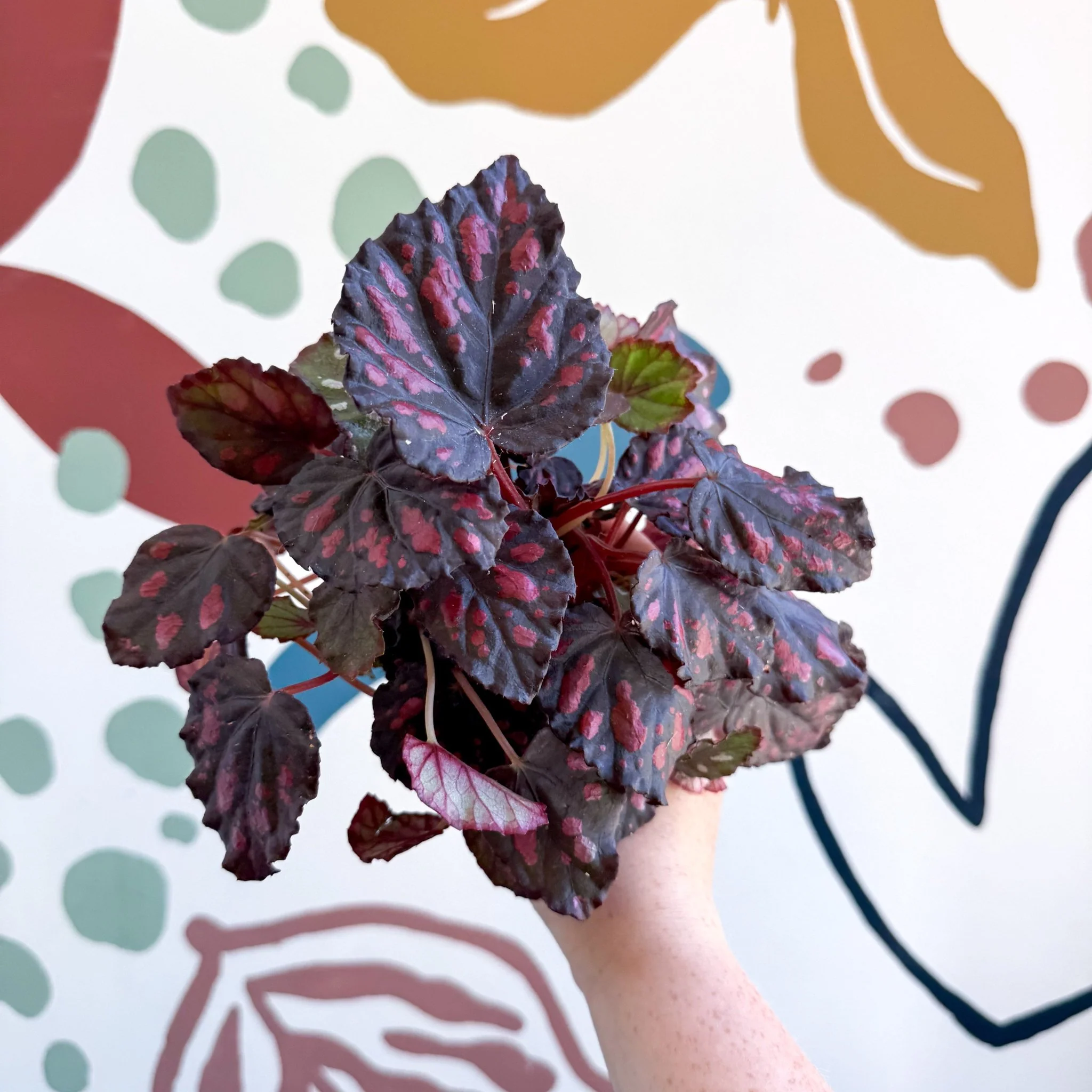 Begonia rex 'Etna'