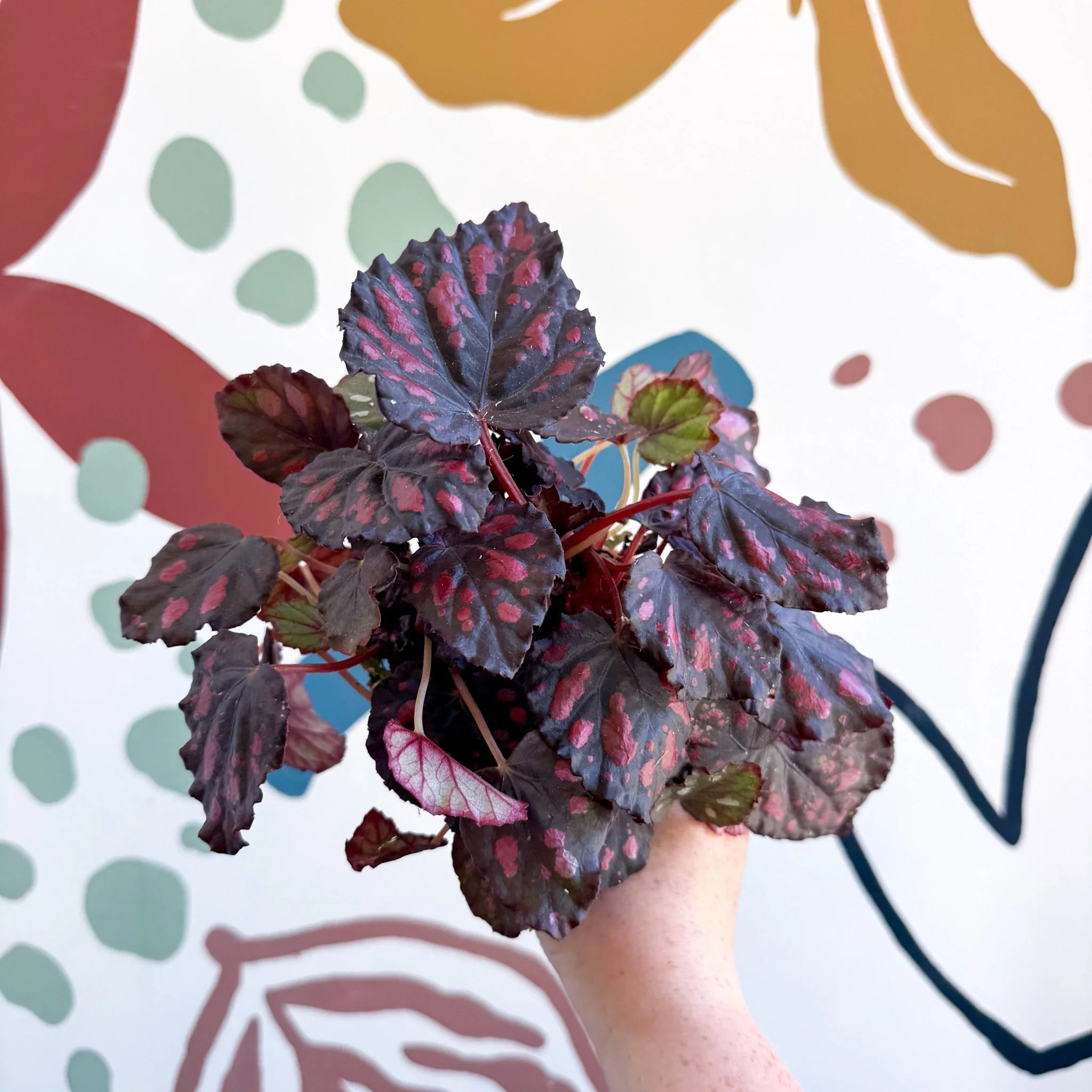Begonia rex 'Etna' - Image 10