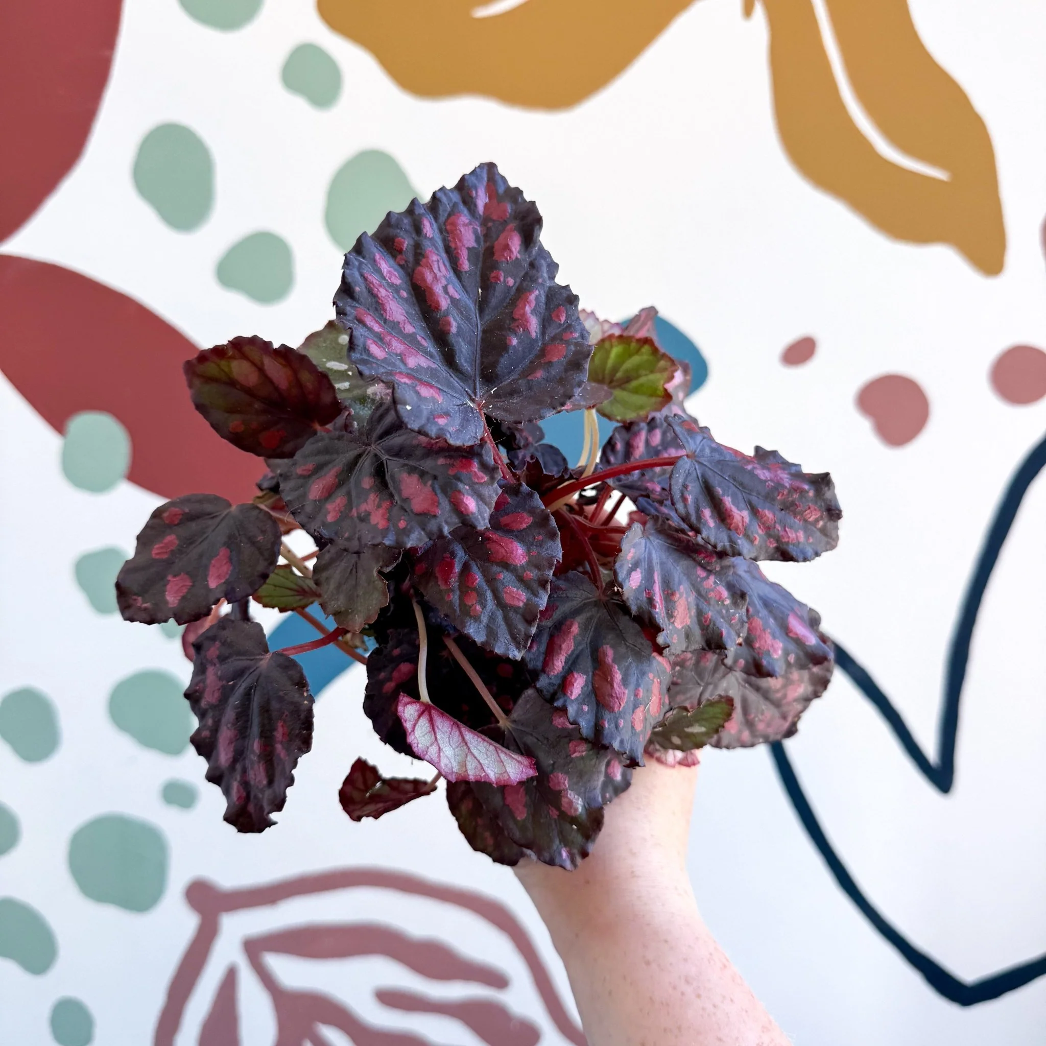 Begonia rex 'Etna' - Image 11
