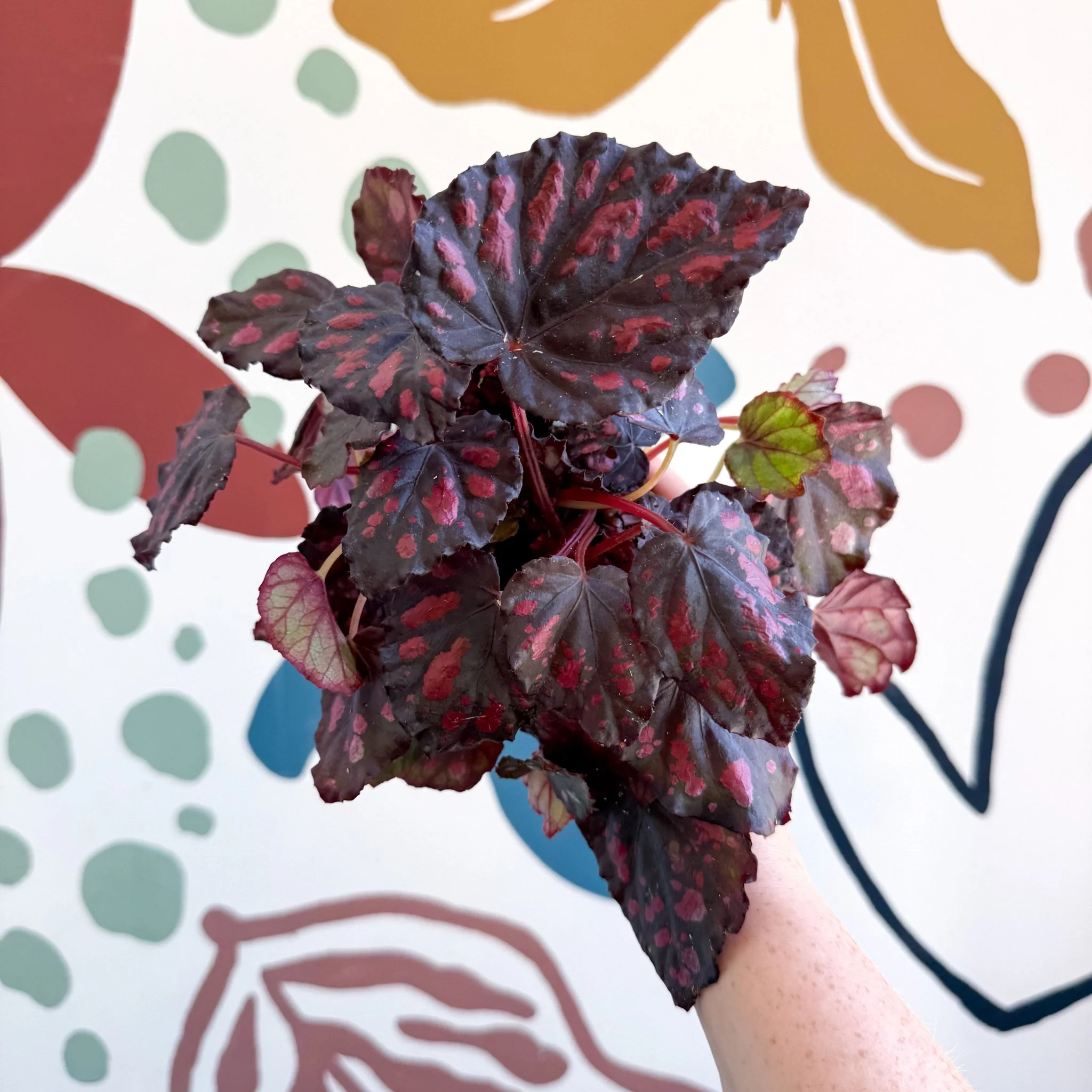 Begonia rex 'Etna' - Image 12