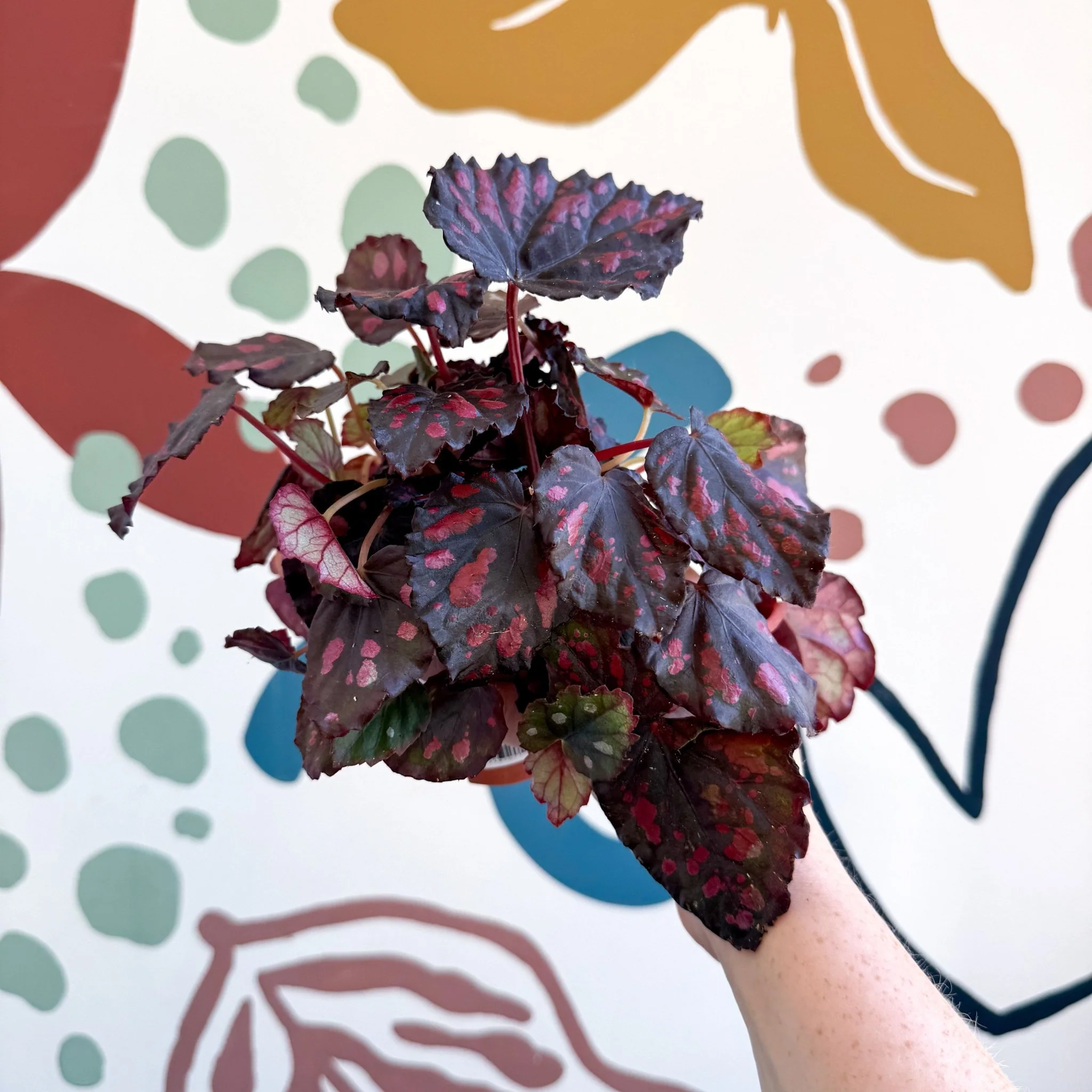 Begonia rex 'Etna' - Image 13