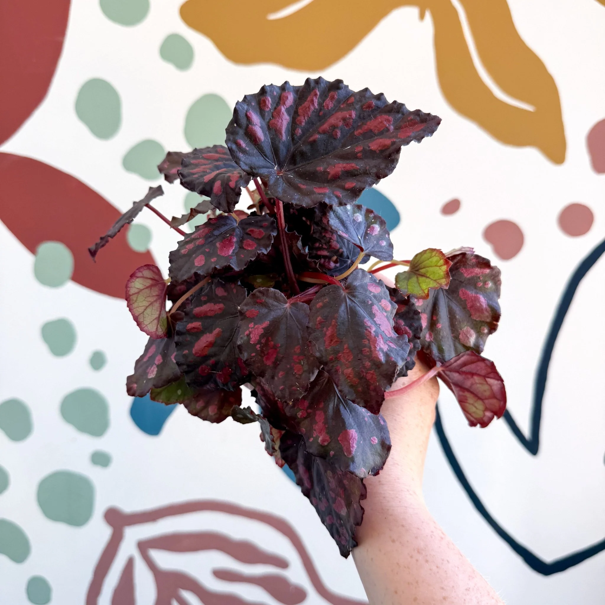 Begonia rex 'Etna' - Image 14