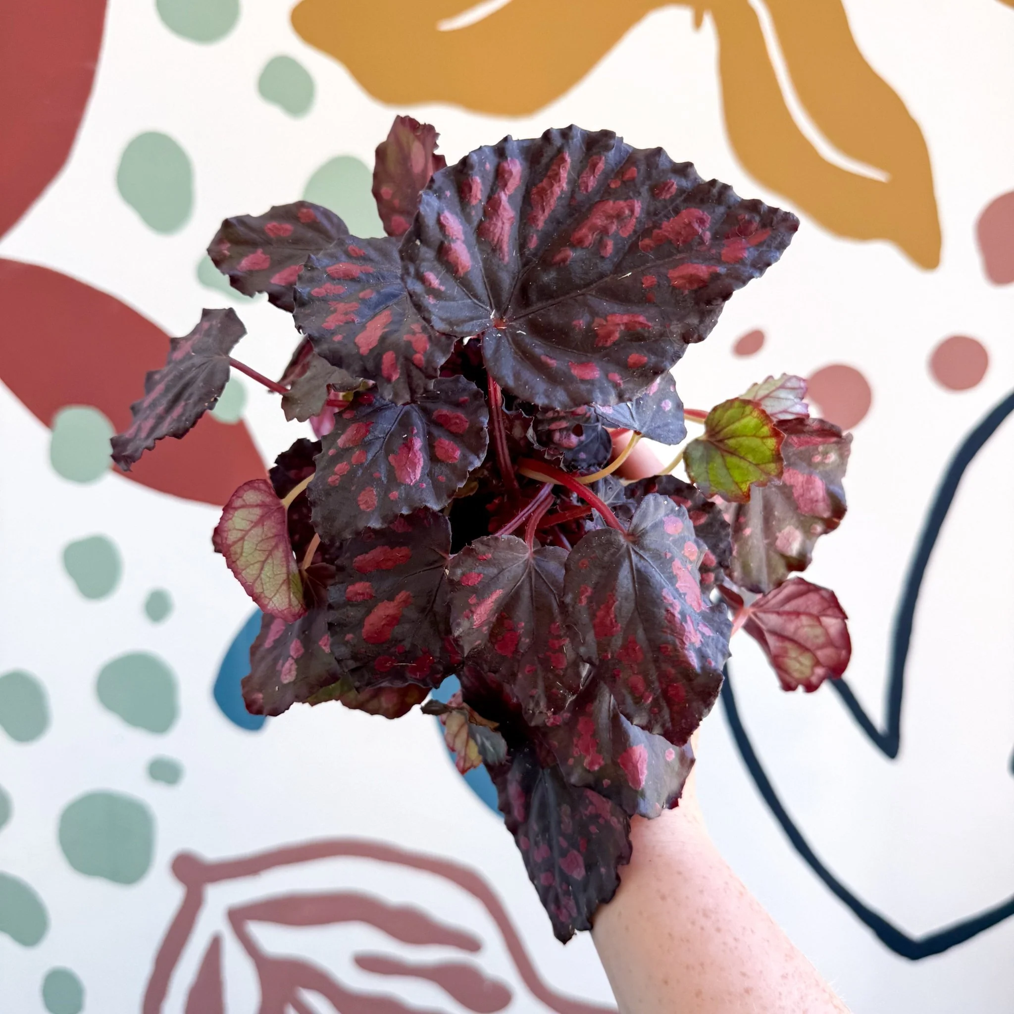 Begonia rex 'Etna' - Image 15