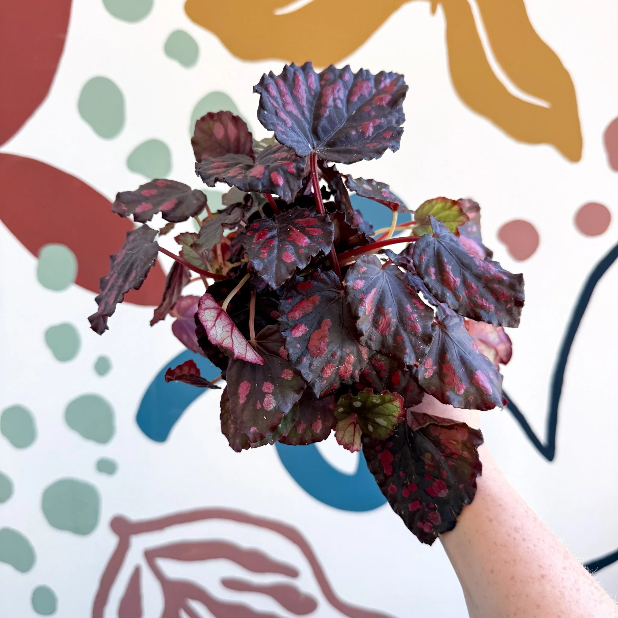 Begonia rex 'Etna' - Image 16