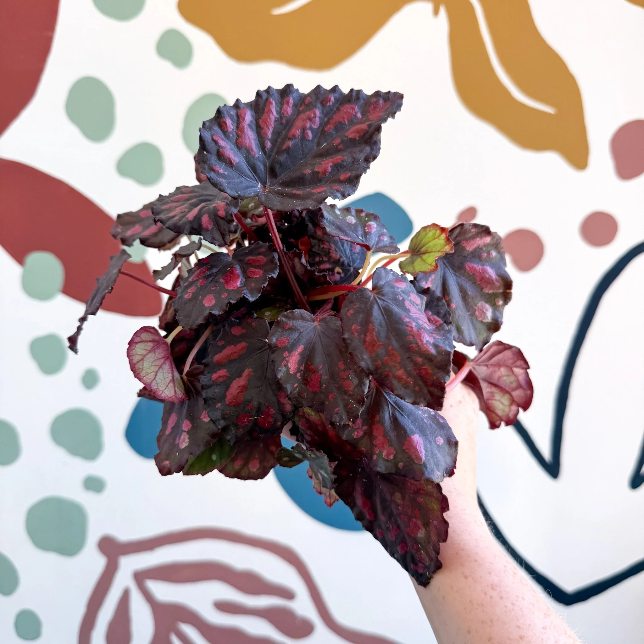 Begonia rex 'Etna' - Image 17