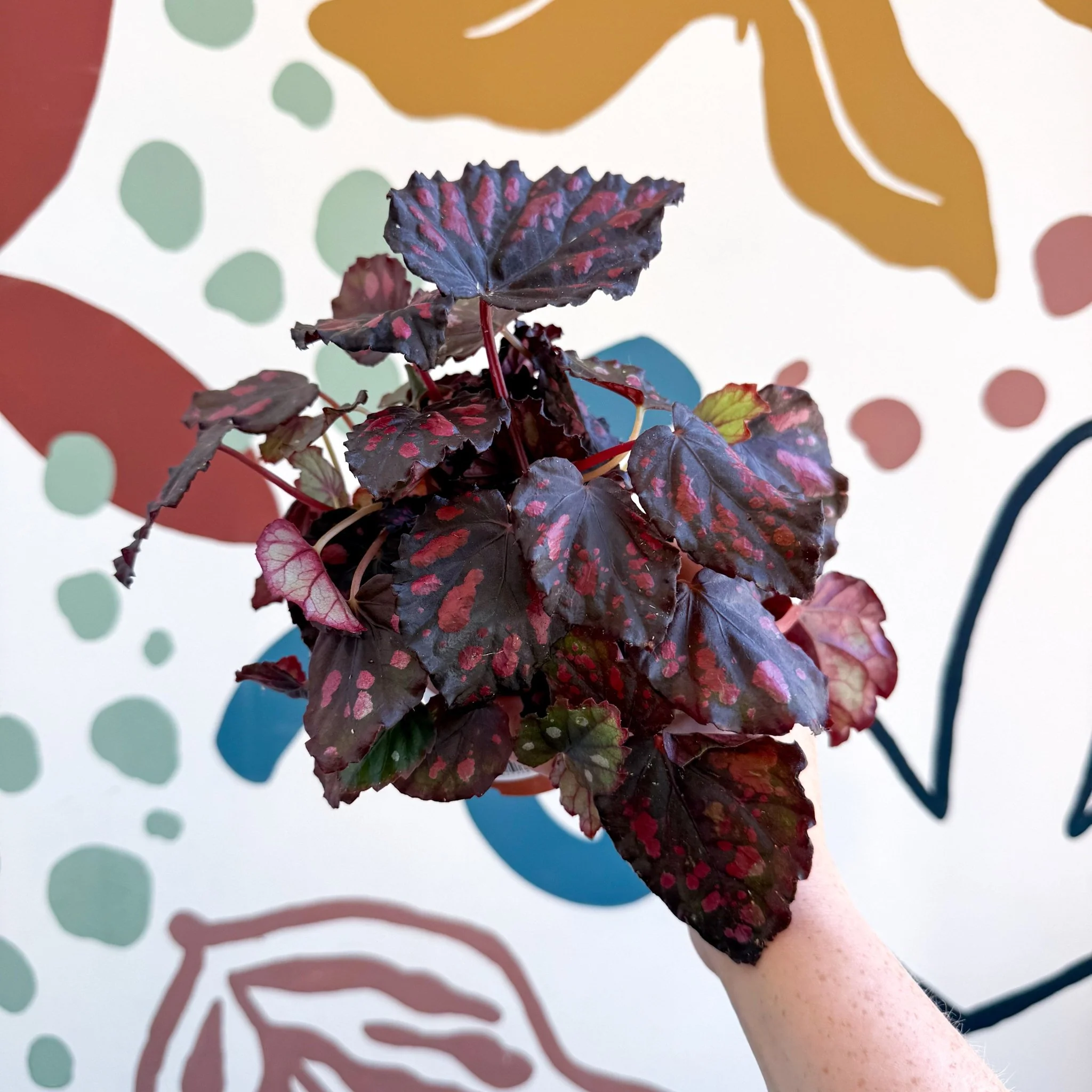 Begonia rex 'Etna' - Image 18