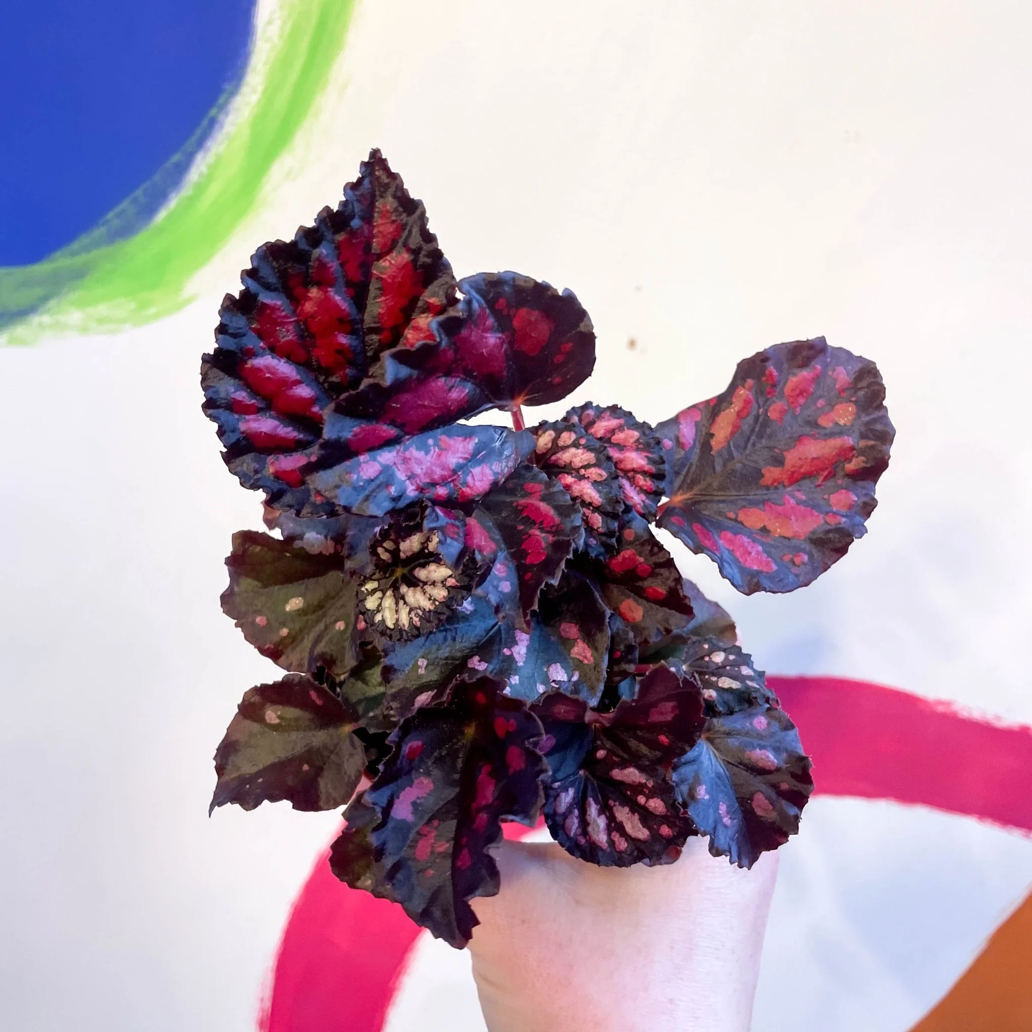 Begonia rex 'Etna' - Image 2