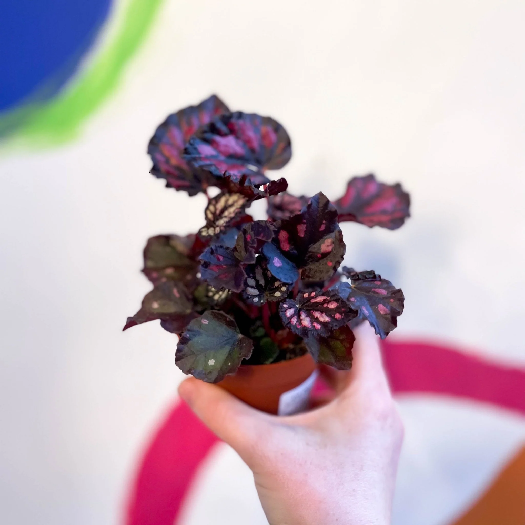 Begonia rex 'Etna' - Image 3