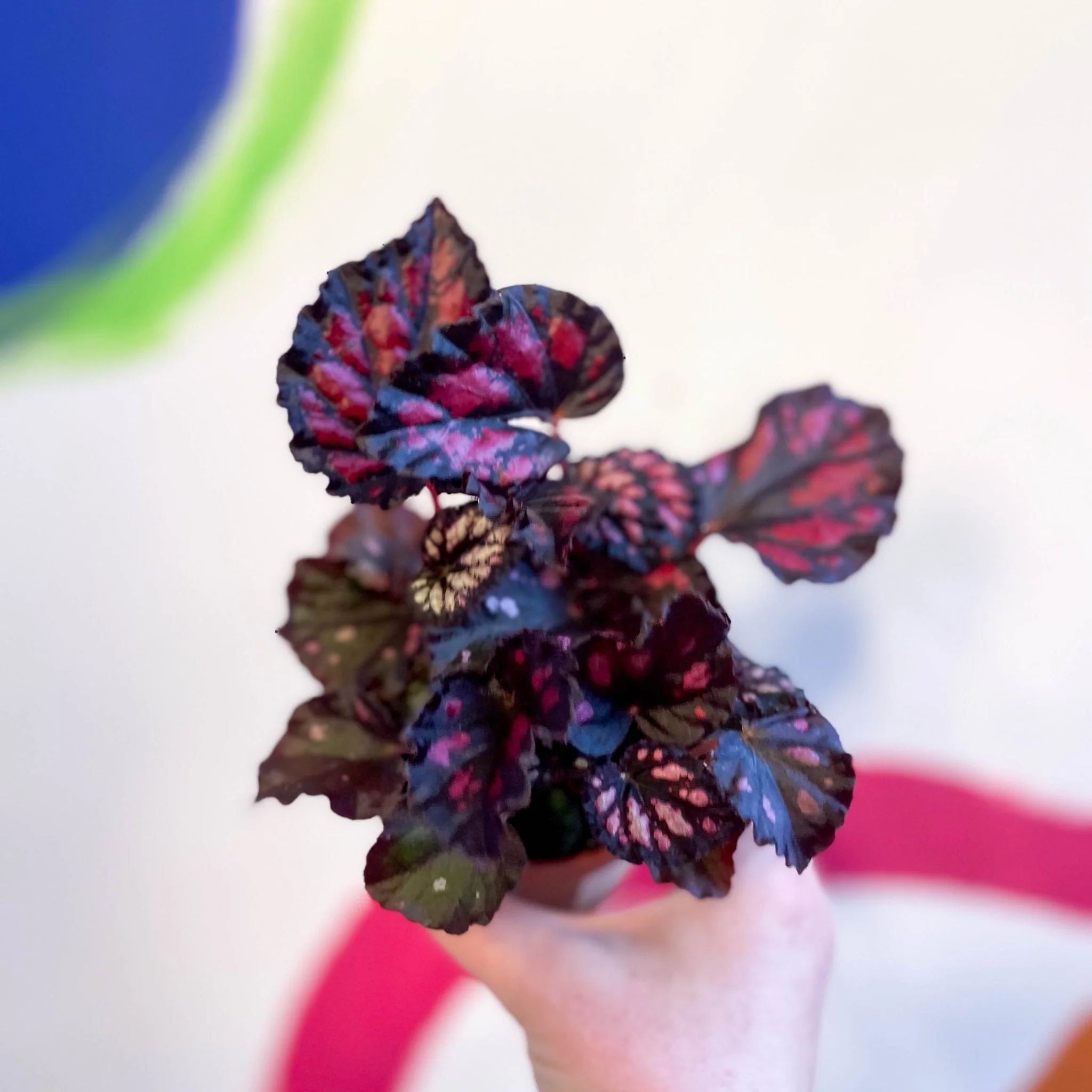 Begonia rex 'Etna' - Image 4
