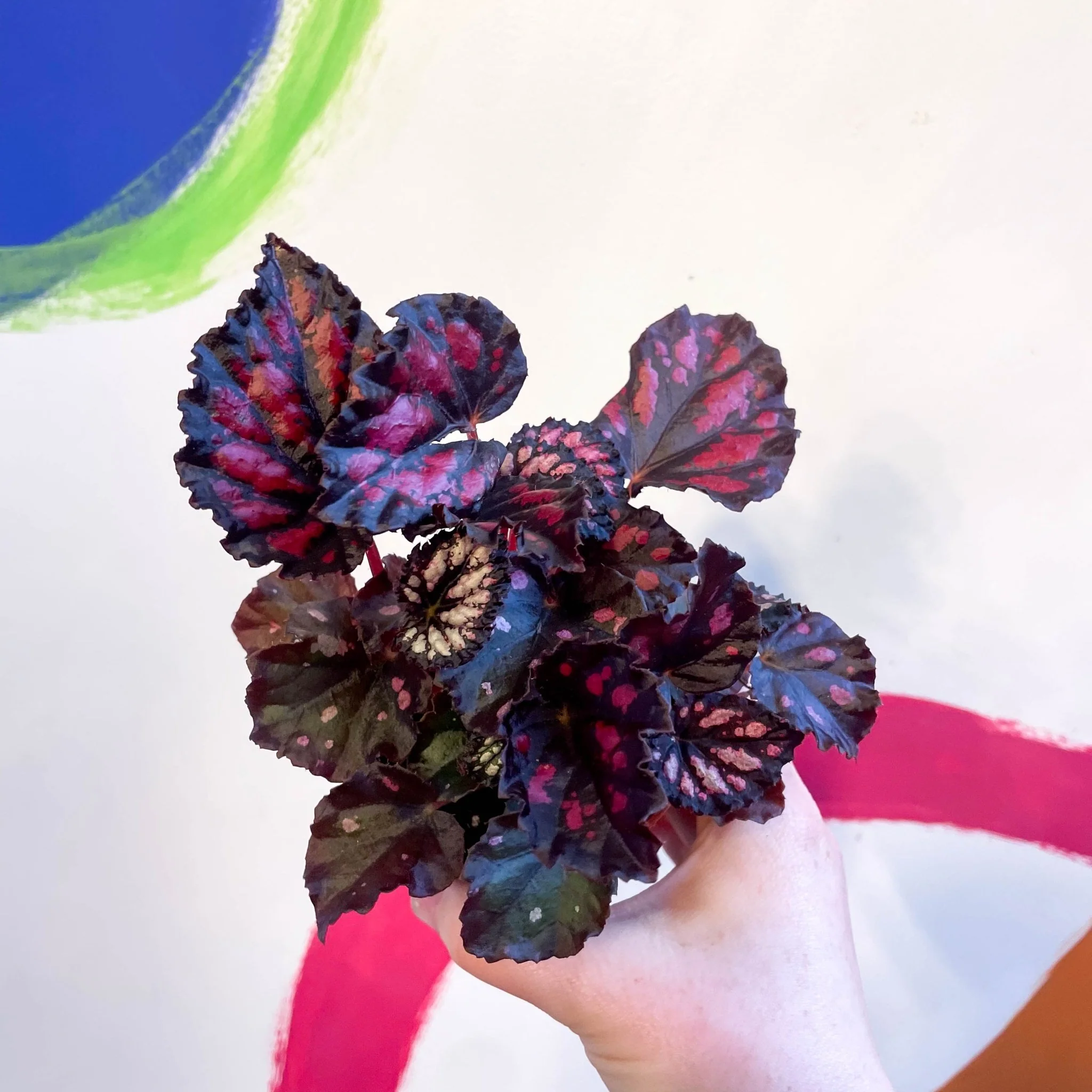 Begonia rex 'Etna' - Image 5