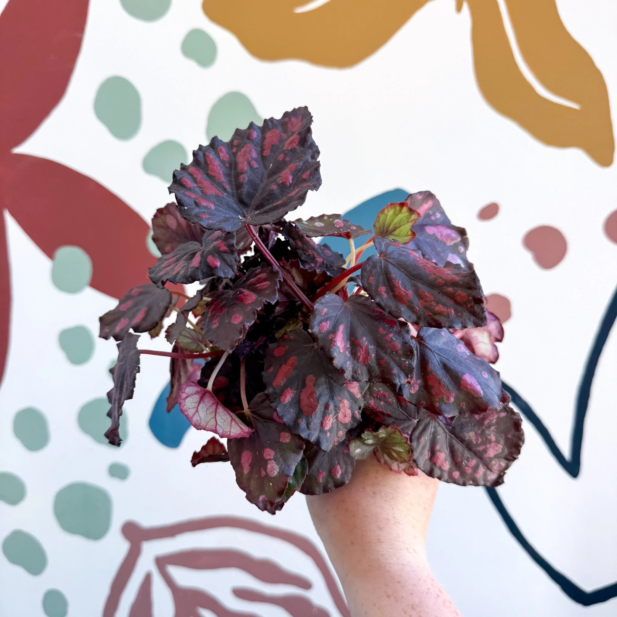 Begonia rex 'Etna' - Image 6