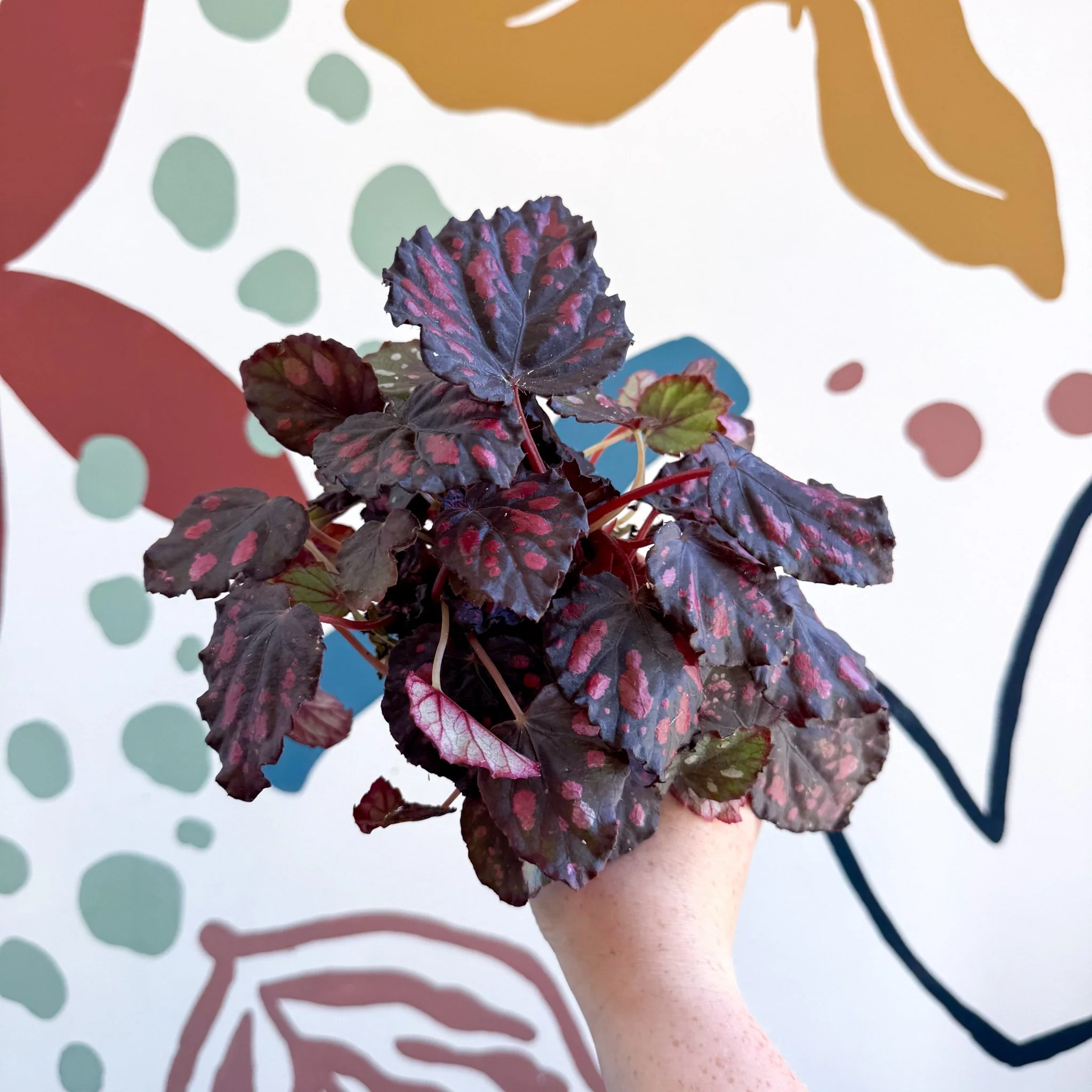 Begonia rex 'Etna' - Image 7