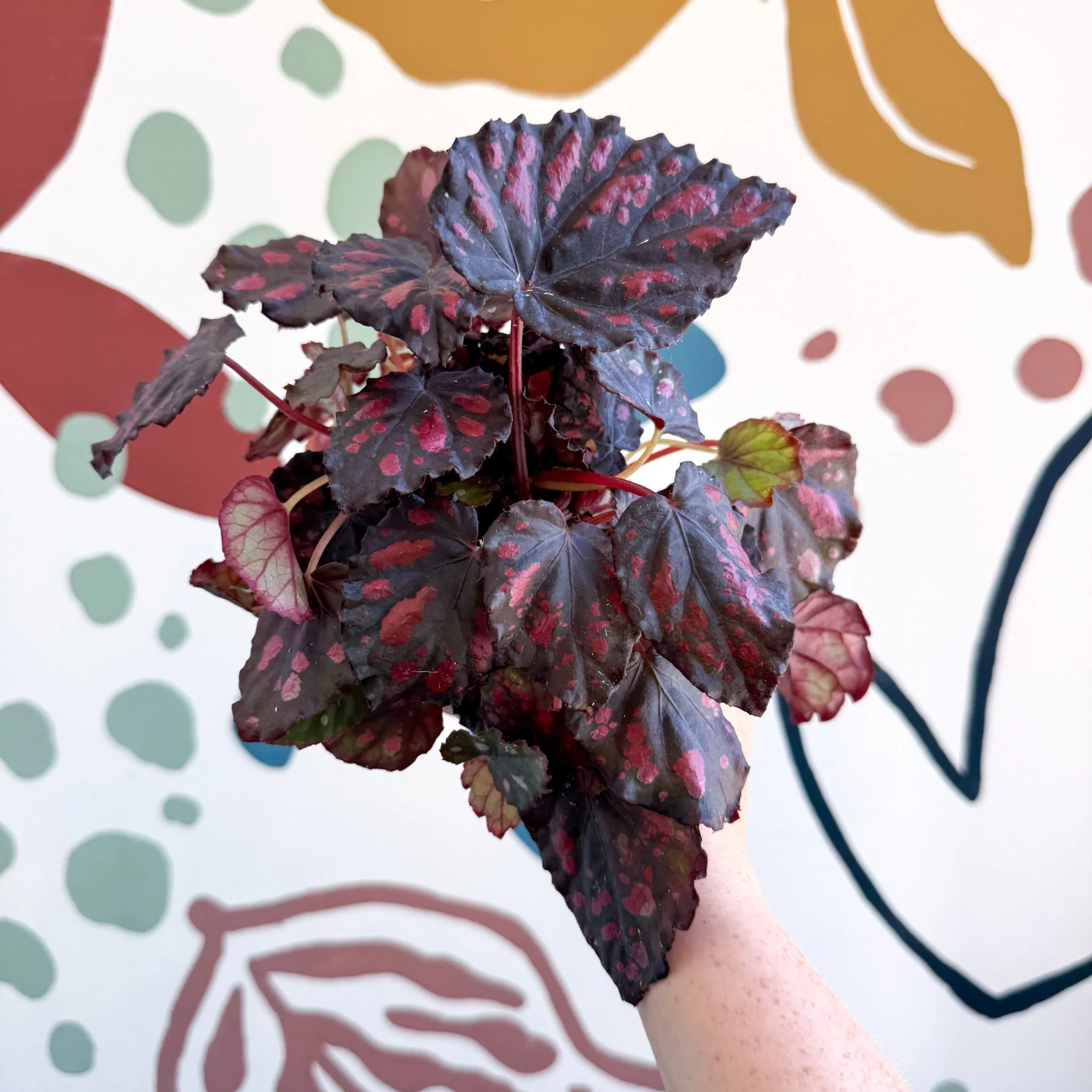 Begonia rex 'Etna' - Image 8