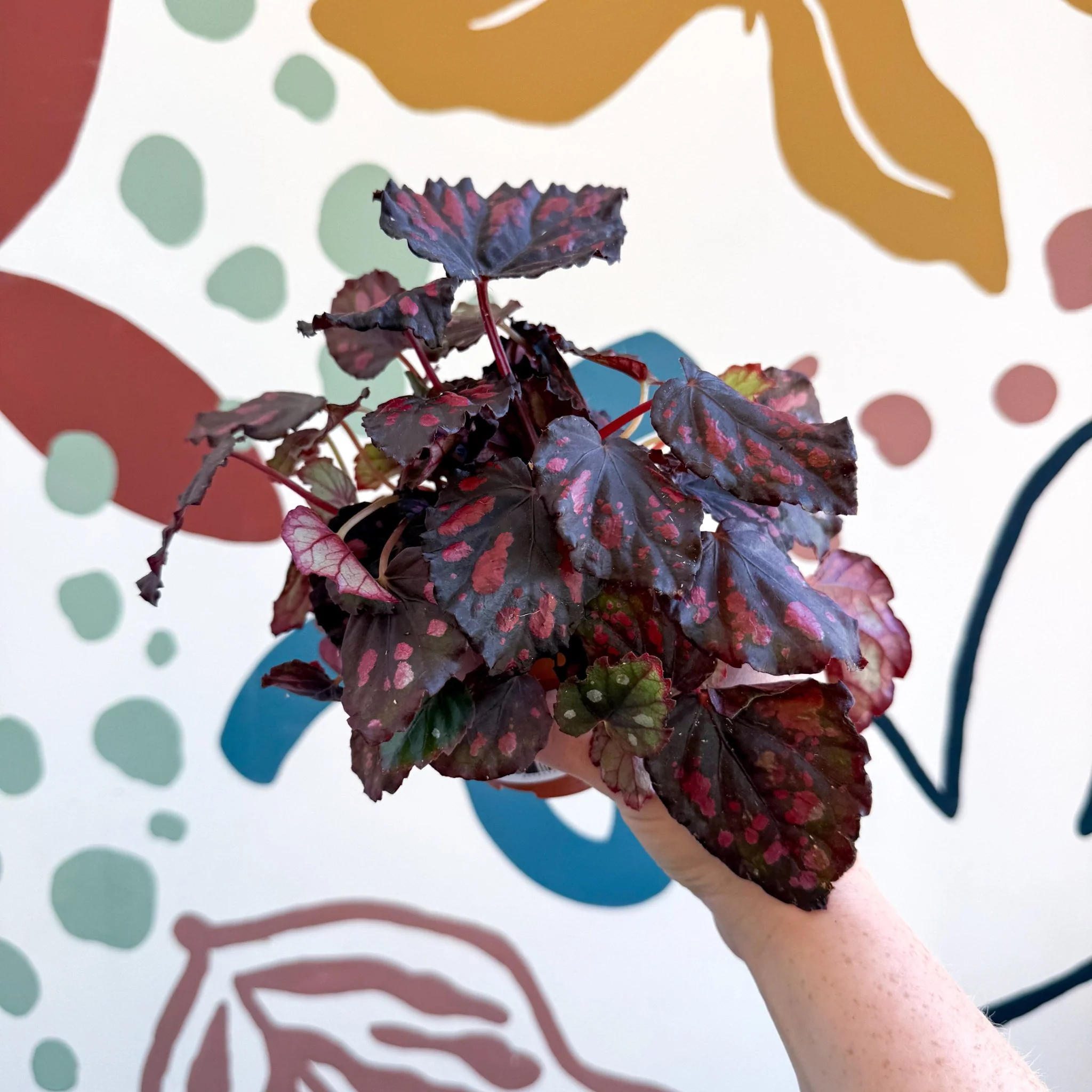 Begonia rex 'Etna' - Image 9