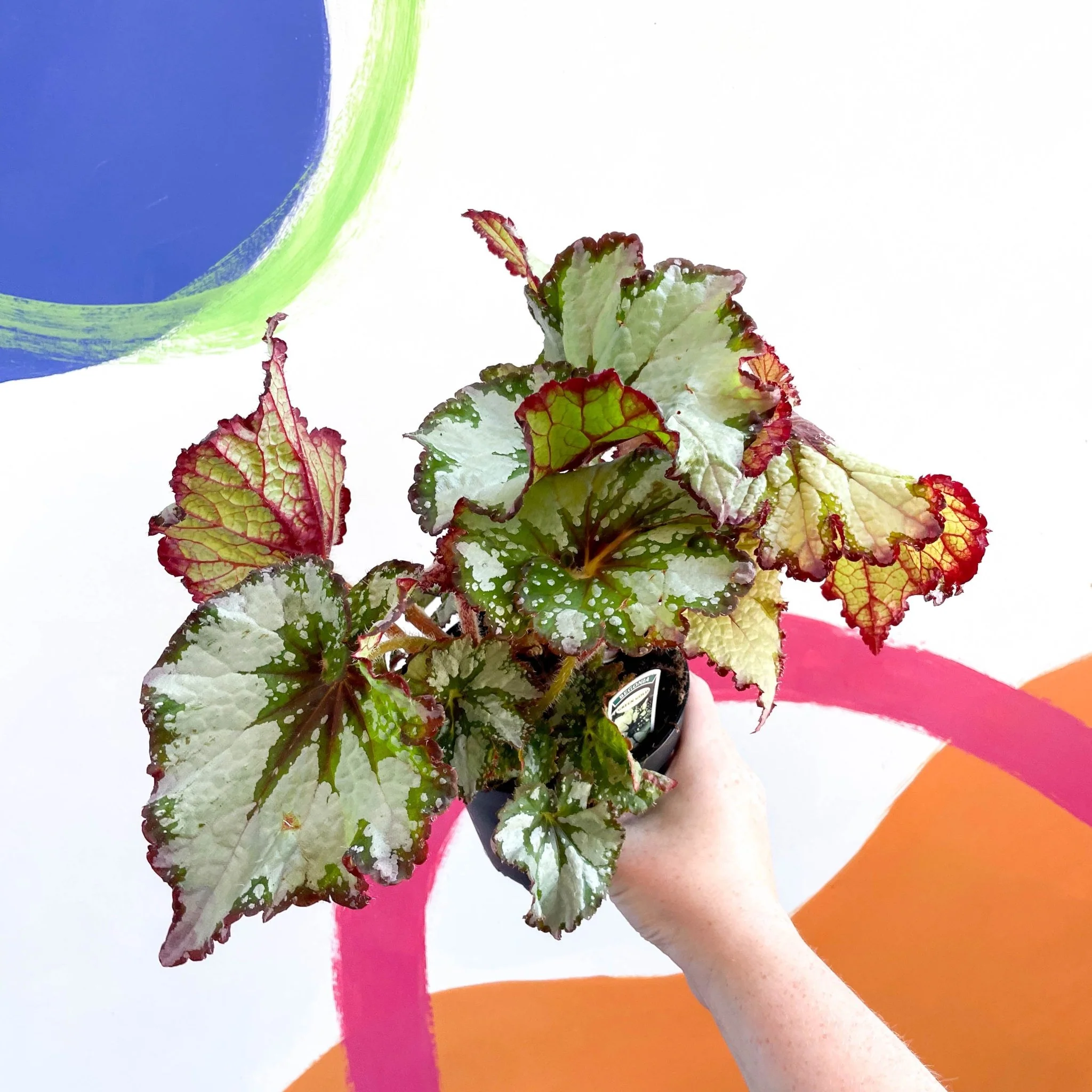Begonia rex 'Green Gold' - Welsh Grown