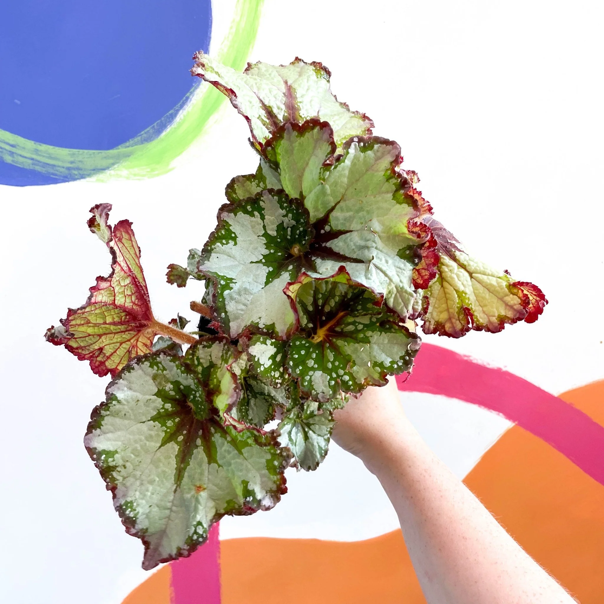 Begonia rex 'Green Gold' - Welsh Grown - Image 2