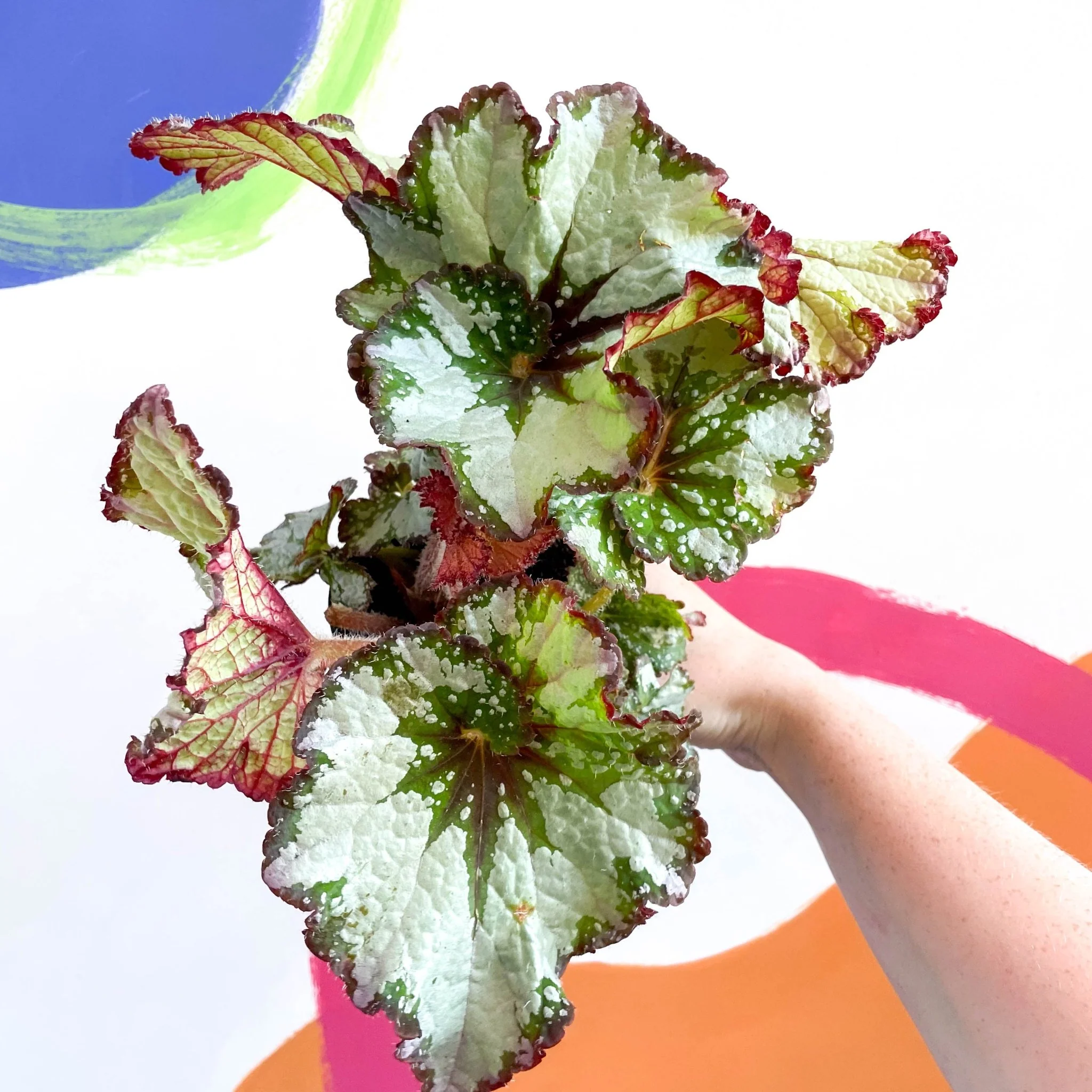 Begonia rex 'Green Gold' - Welsh Grown - Image 3